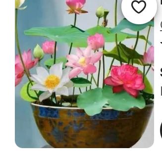 Photo of the plant species Sacred Lotus by @WorthyDracopis named Rosa on Greg, the plant care app