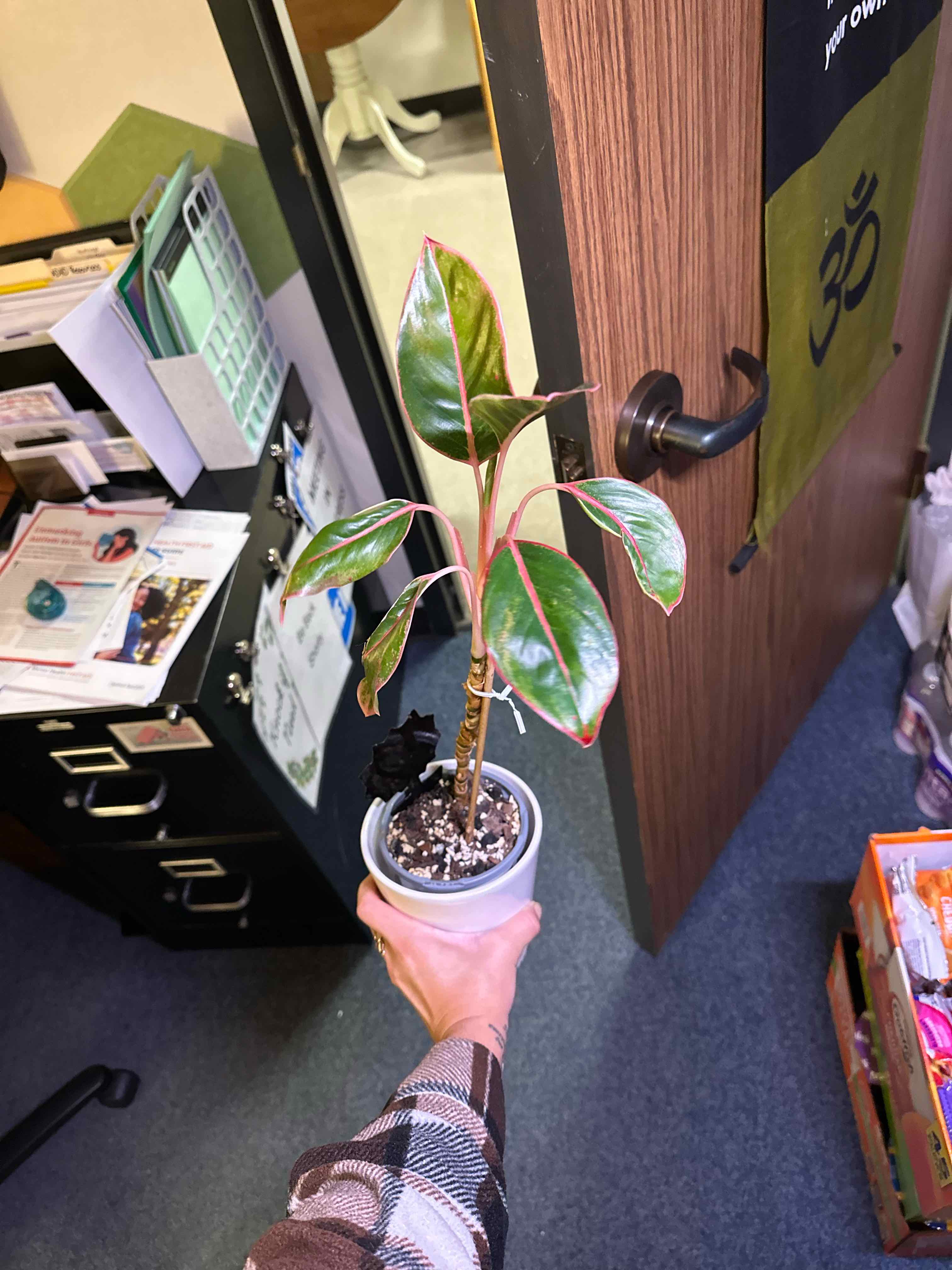 Photo of the plant species Chinese Evergreen by @ModestTurmeric named Chinese Evergreen - office on Greg, the plant care app