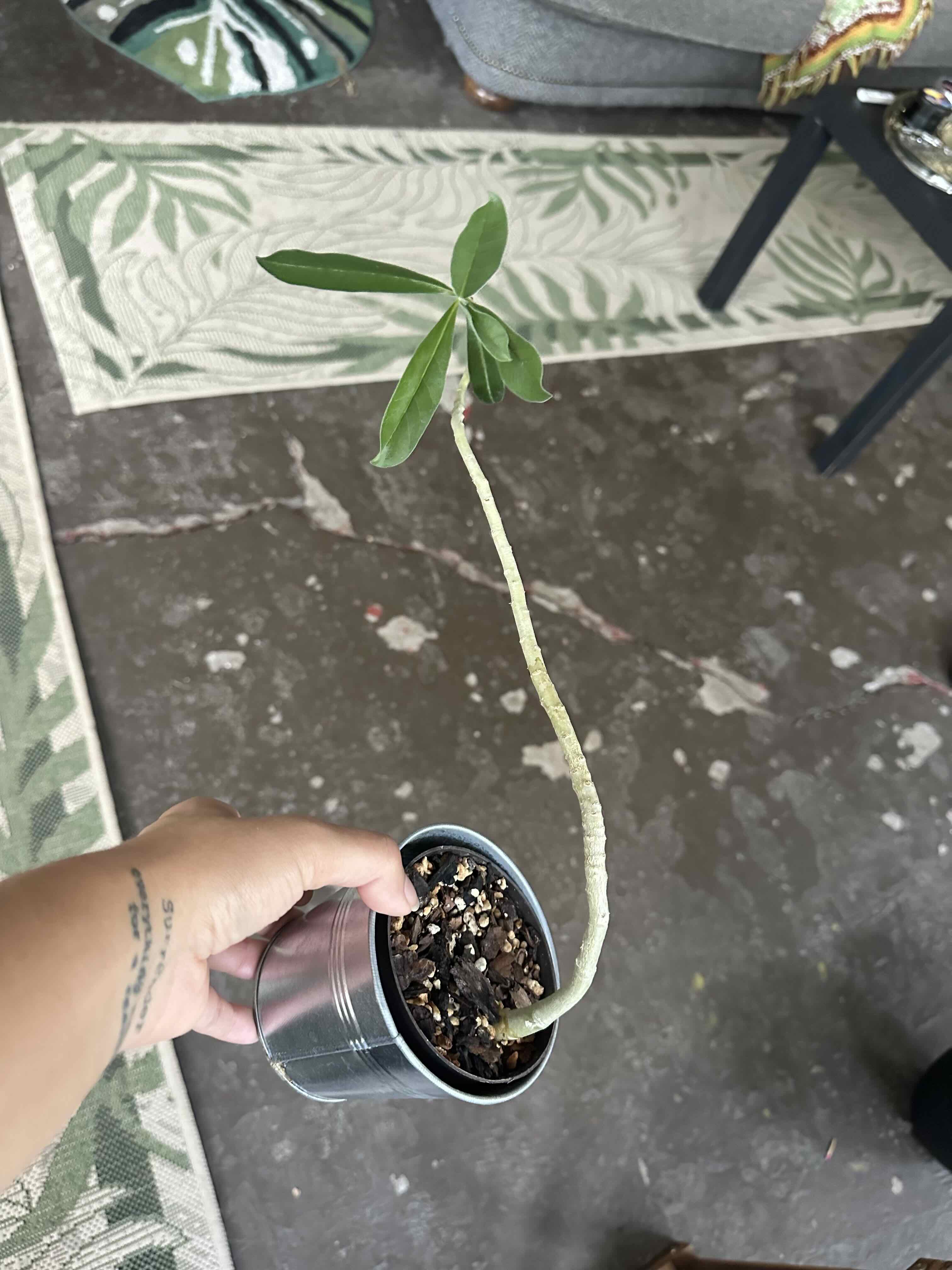 Photo of the plant species Summer Impala Lily by @ModestTurmeric named Adenium Swazicum on Greg, the plant care app