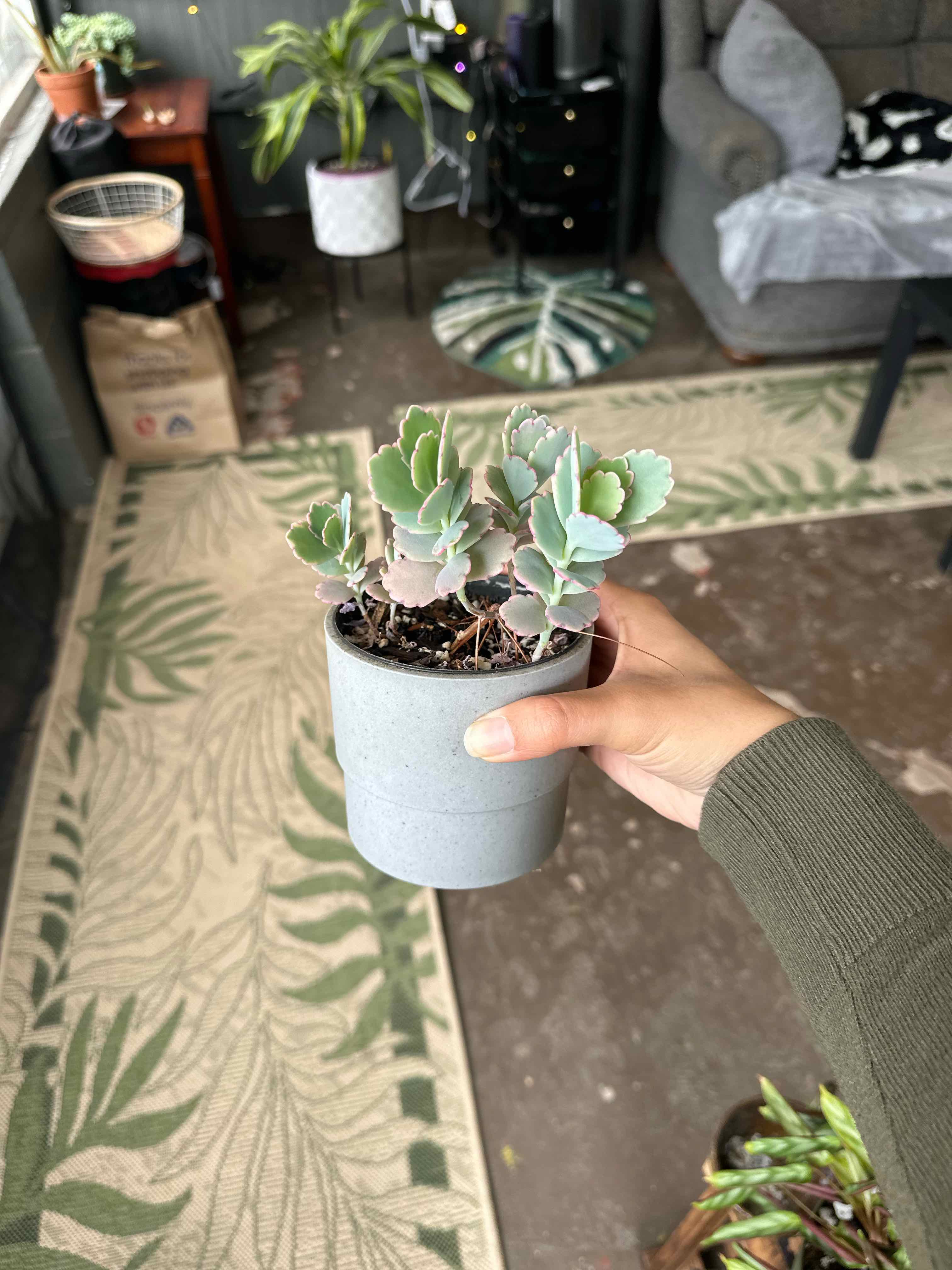 Photo of the plant species varigated lavender scallops by @ModestTurmeric named Lav. Scal. Baby Var. on Greg, the plant care app