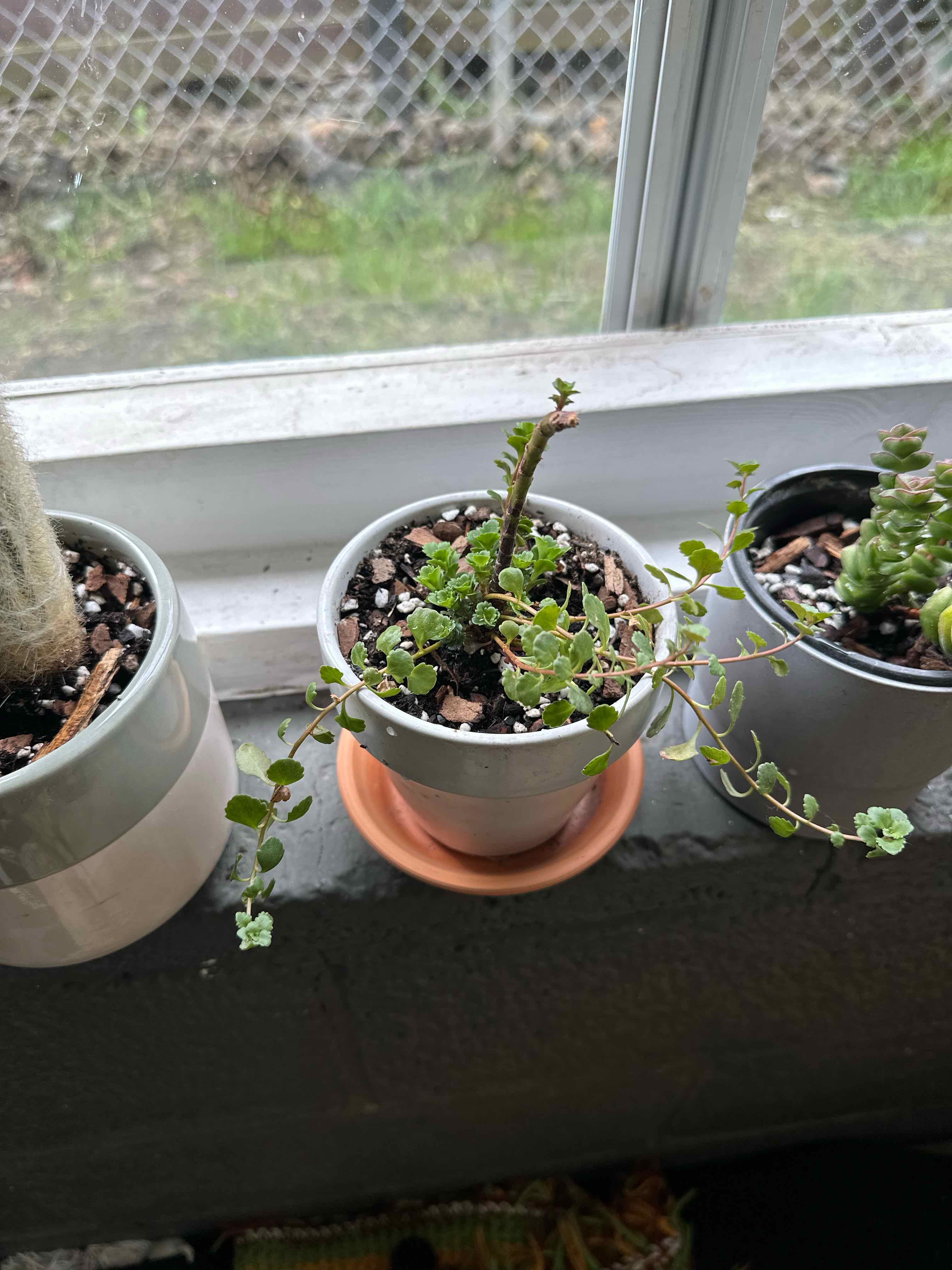 Photo of the plant species Sedum Atlantis by @ModestTurmeric named Succ. - Sedum Atlantis on Greg, the plant care app