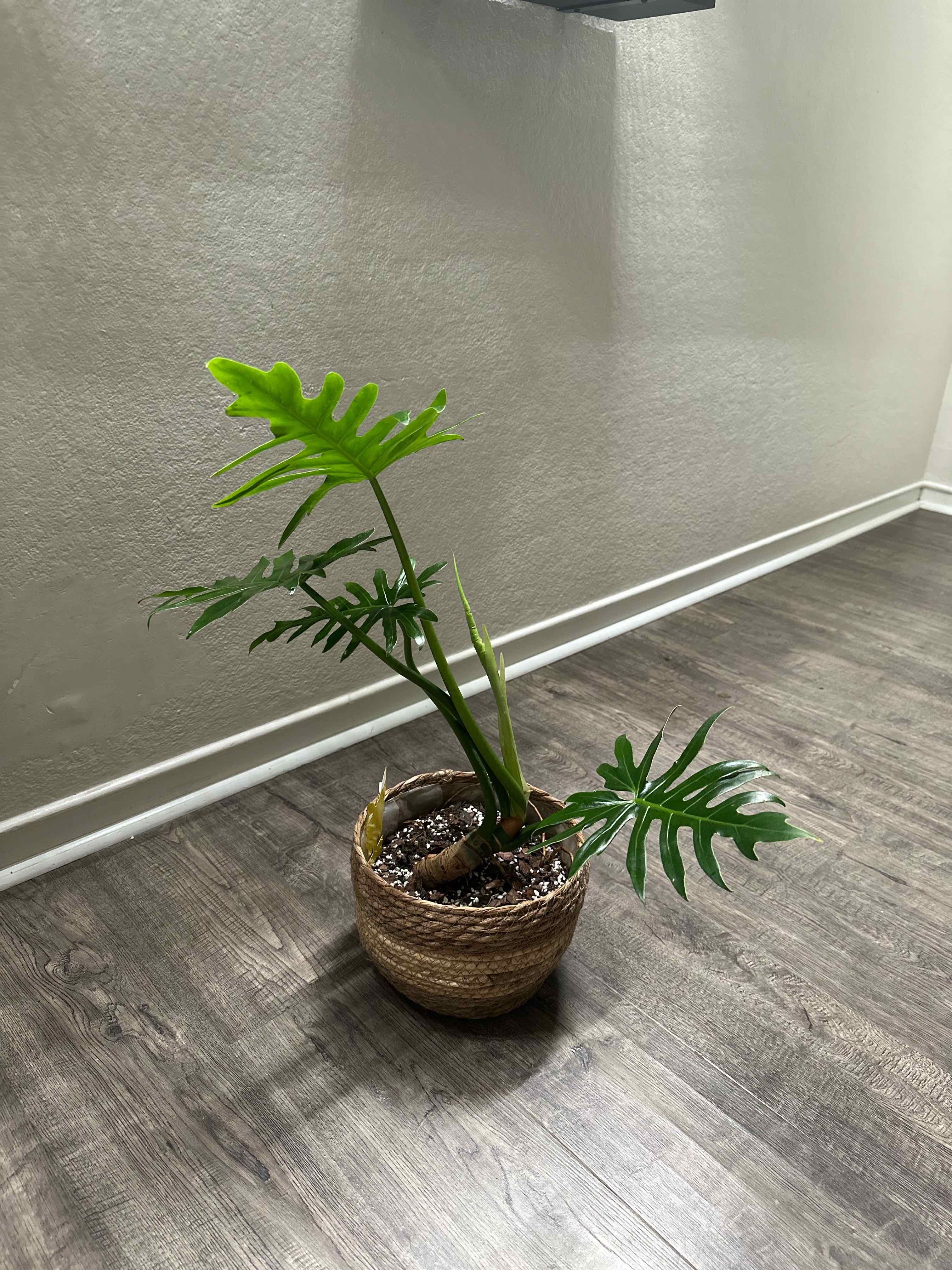 Photo of the plant species Philadendron Radiatum by @ModestTurmeric named Philo Radiatum on Greg, the plant care app