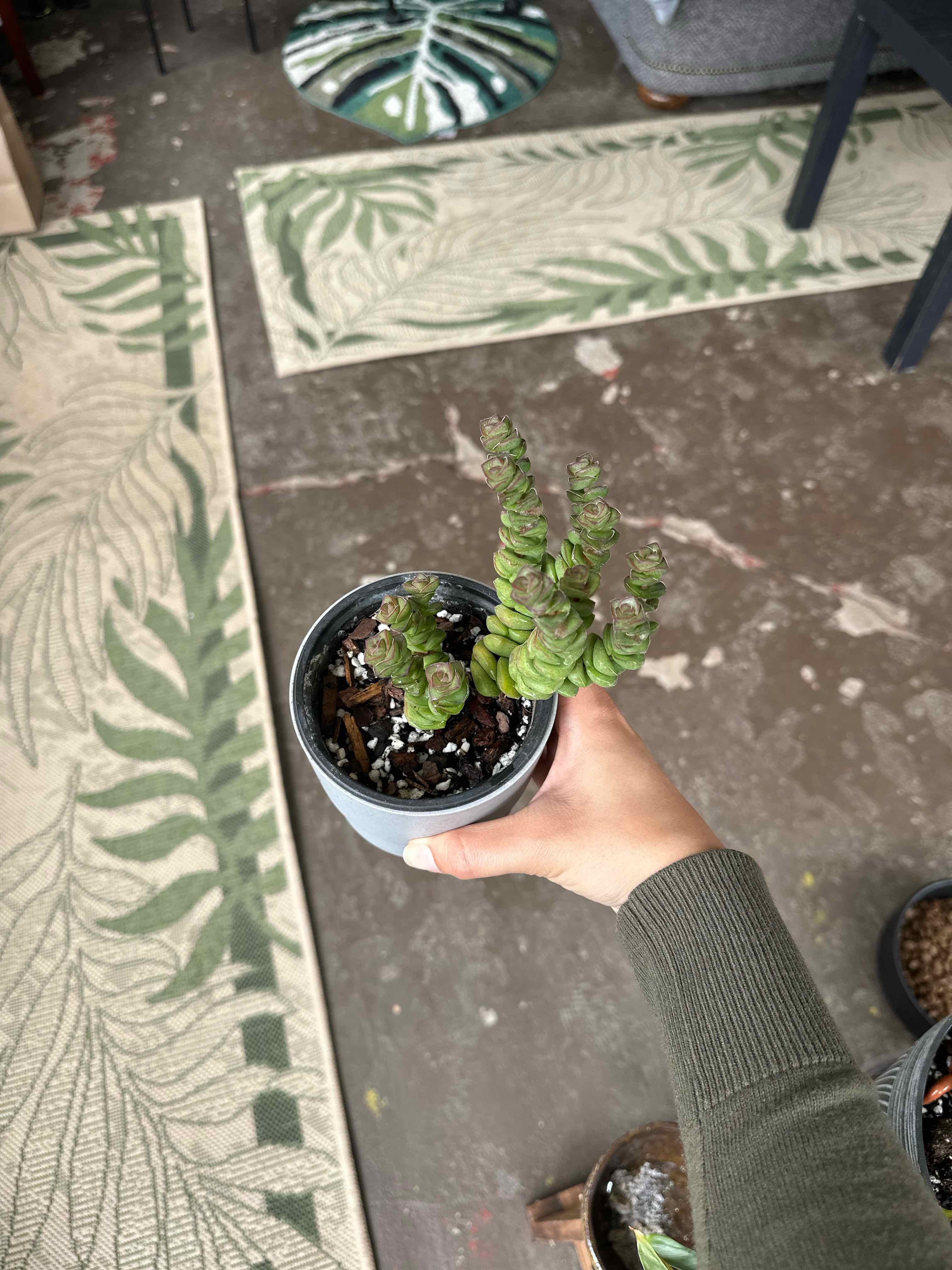 Photo of the plant species Jade Necklace by @ModestTurmeric named Succ. - Crassula Marnieriana on Greg, the plant care app