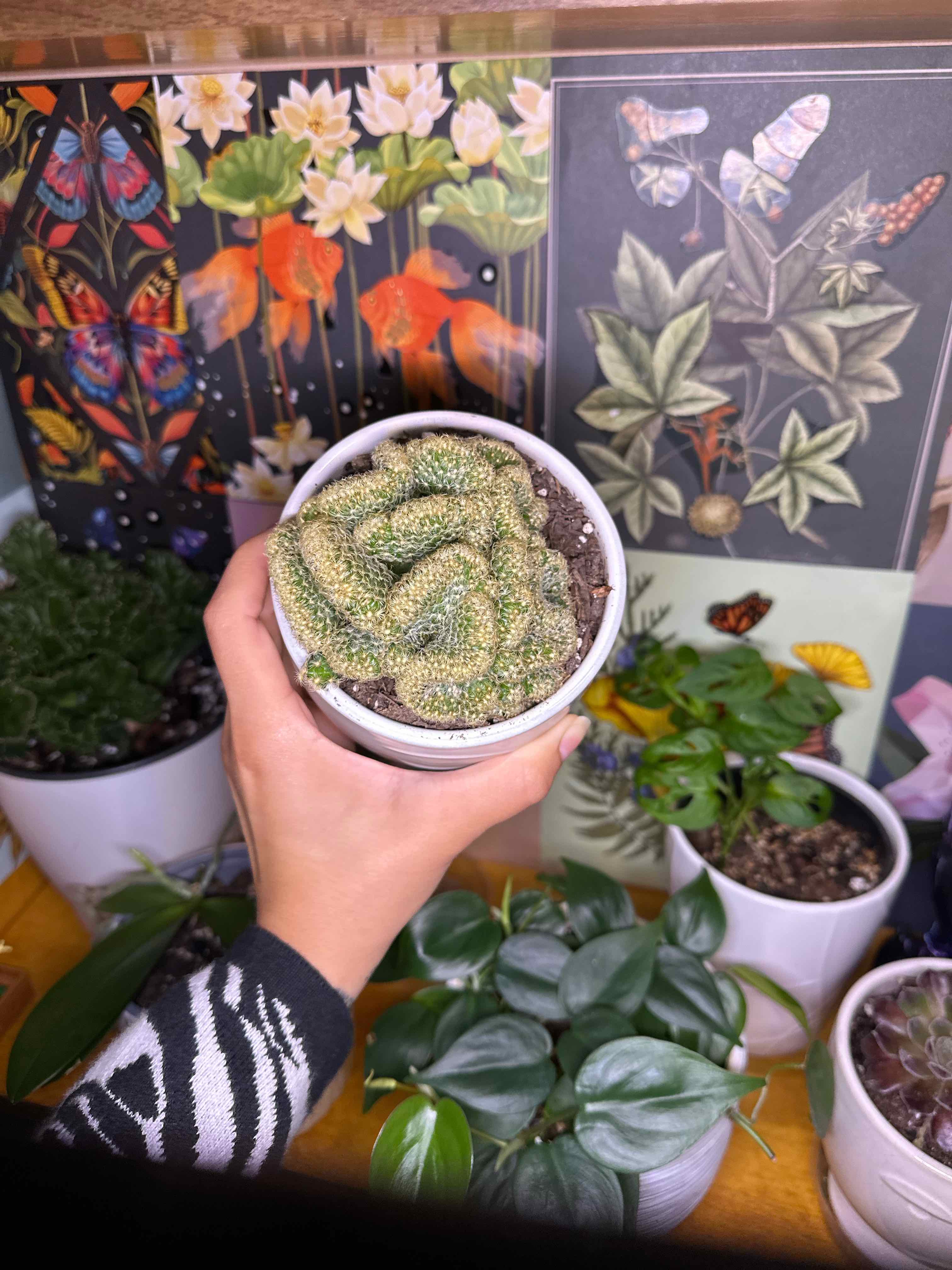 Photo of the plant species Brain Cactus by @ModestTurmeric named Cactus - Brain - Office on Greg, the plant care app