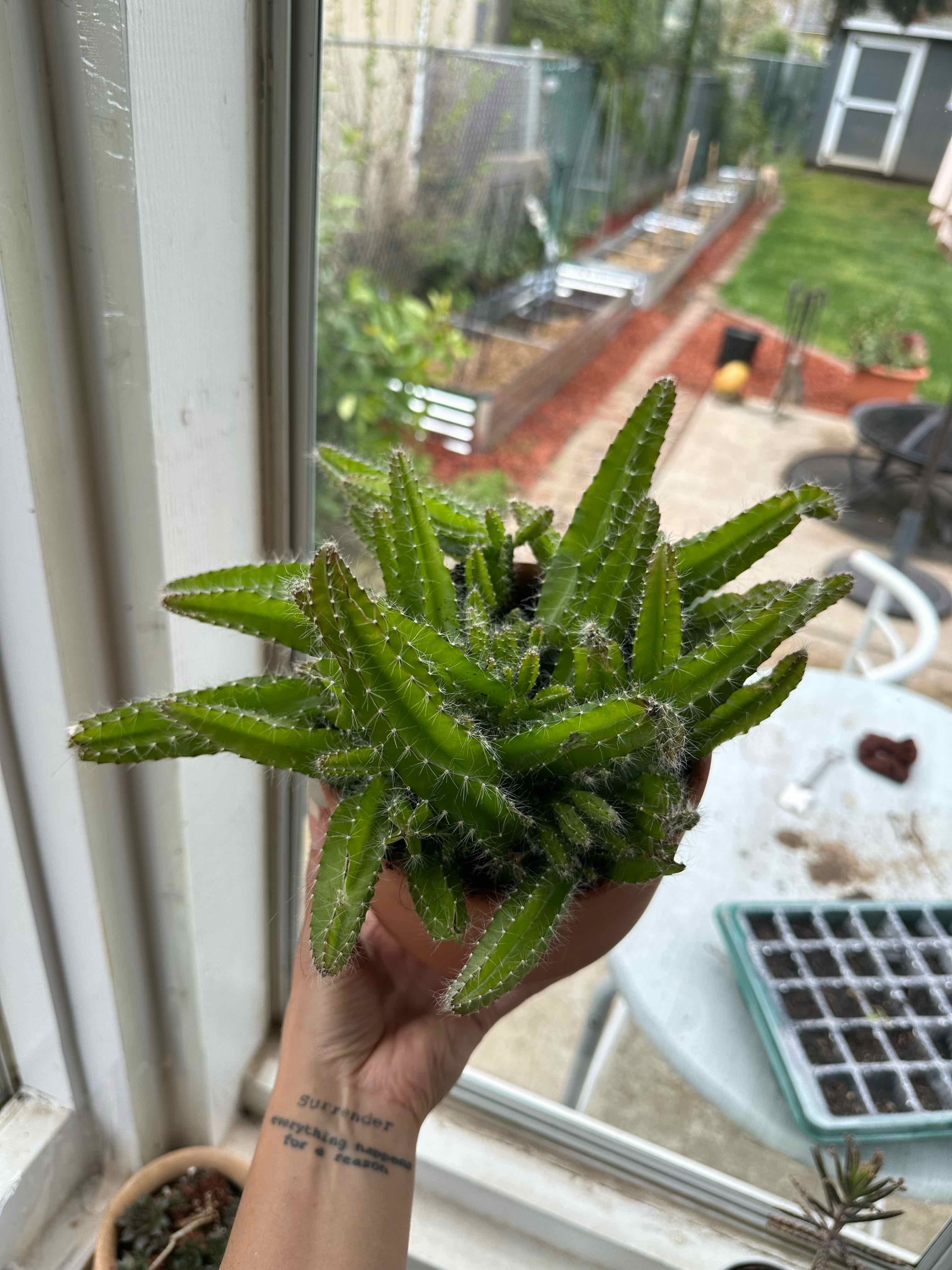 Photo of the plant species Dog Tail Cactus by @ModestTurmeric named Cactus - Dog Tail on Greg, the plant care app