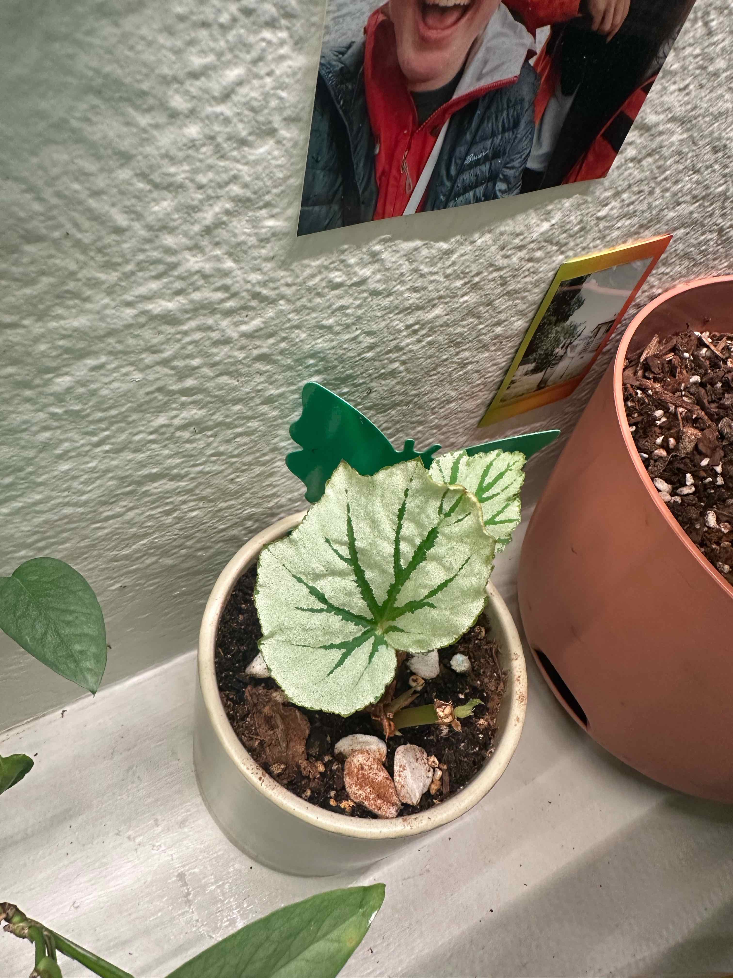 Photo of the plant species Looking Glass Cane Begonia by @ModestTurmeric named Begonia Looking Glass on Greg, the plant care app