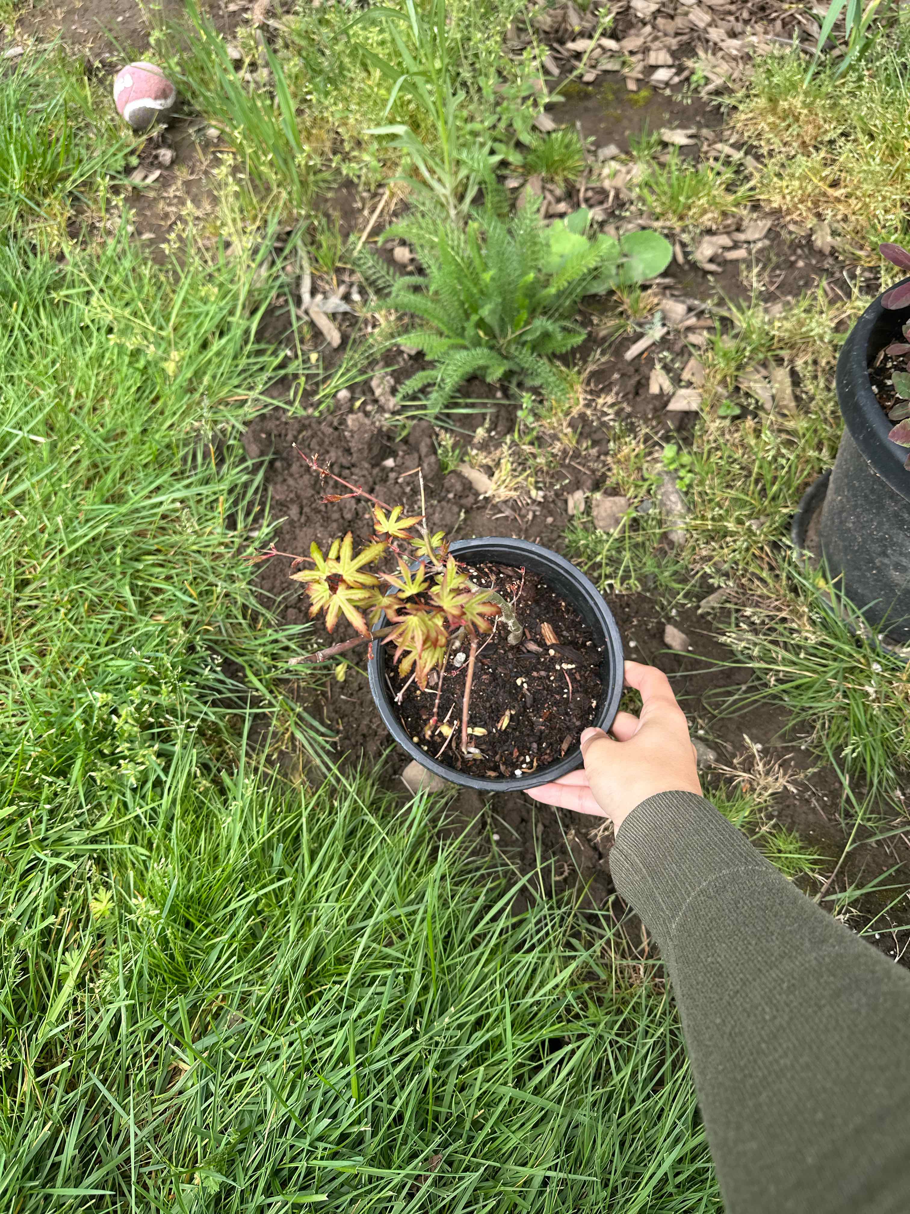 Photo of the plant species Japanese Maple by @ModestTurmeric named Zoutside - Japanese Maple baby on Greg, the plant care app