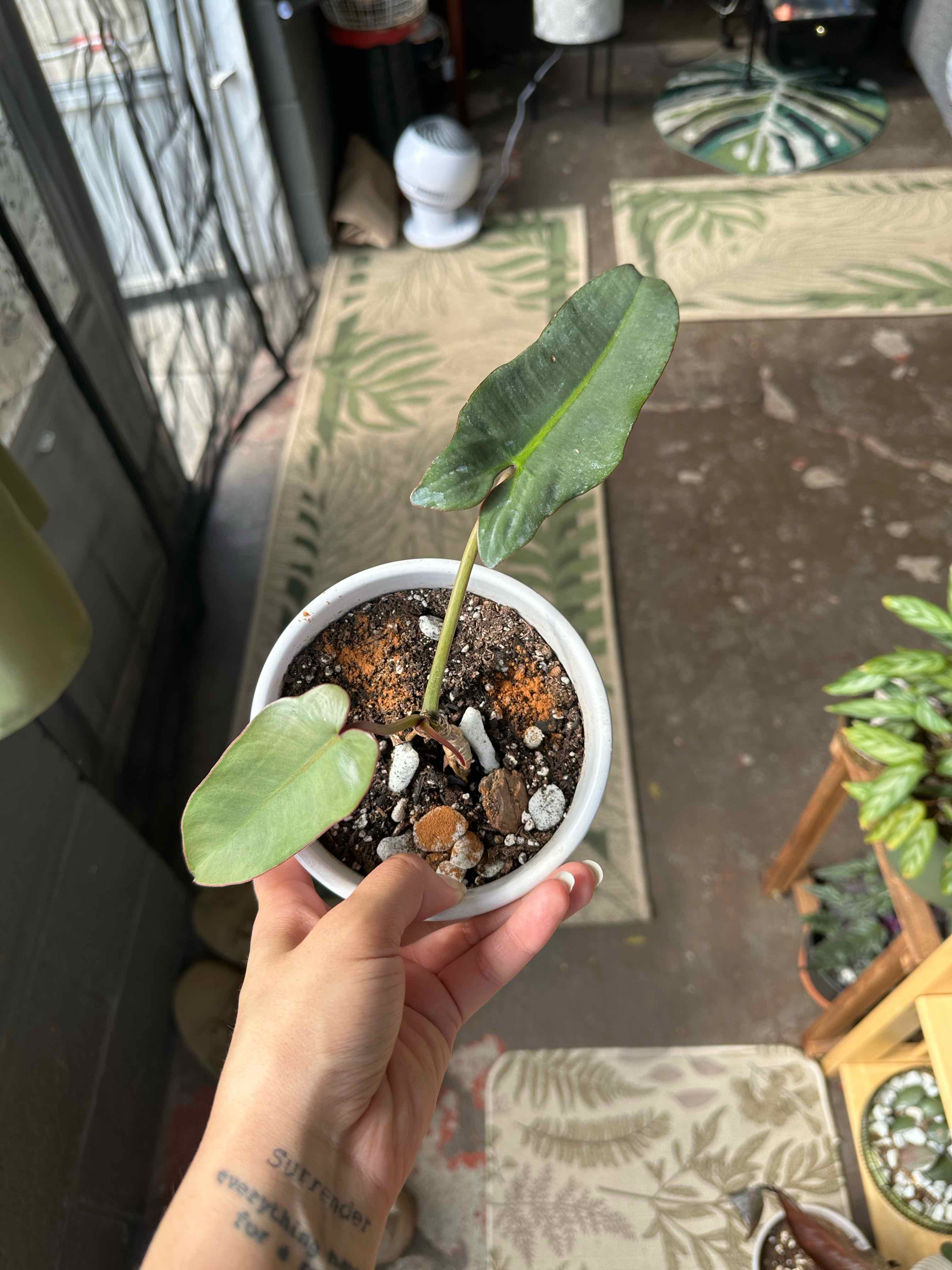 Photo of the plant species Philodendron atabapoense by @ModestTurmeric named Philo Atabapoense on Greg, the plant care app