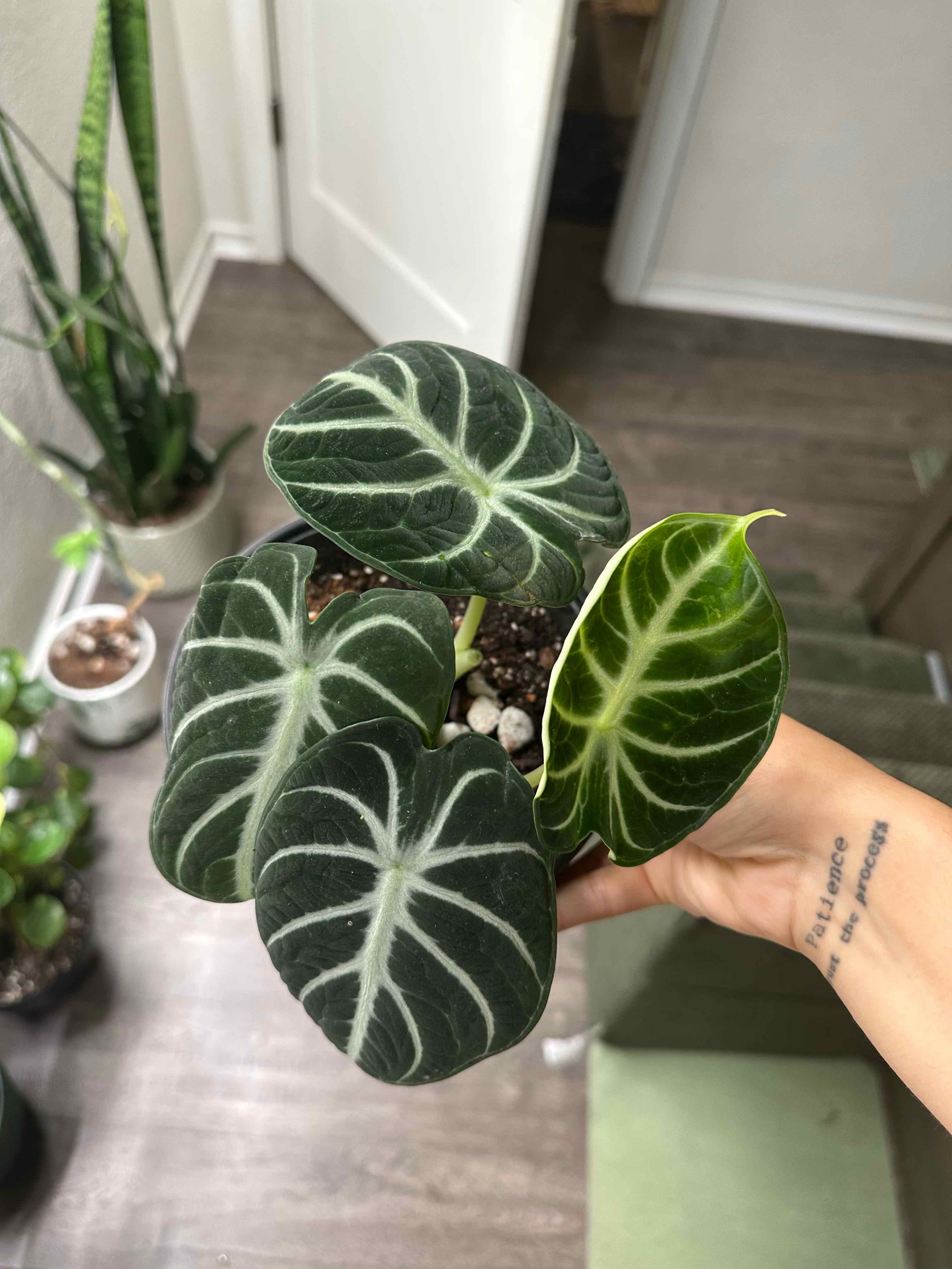 Photo of the plant species alocasia ninja by @ModestTurmeric named Alocasia Ninja on Greg, the plant care app