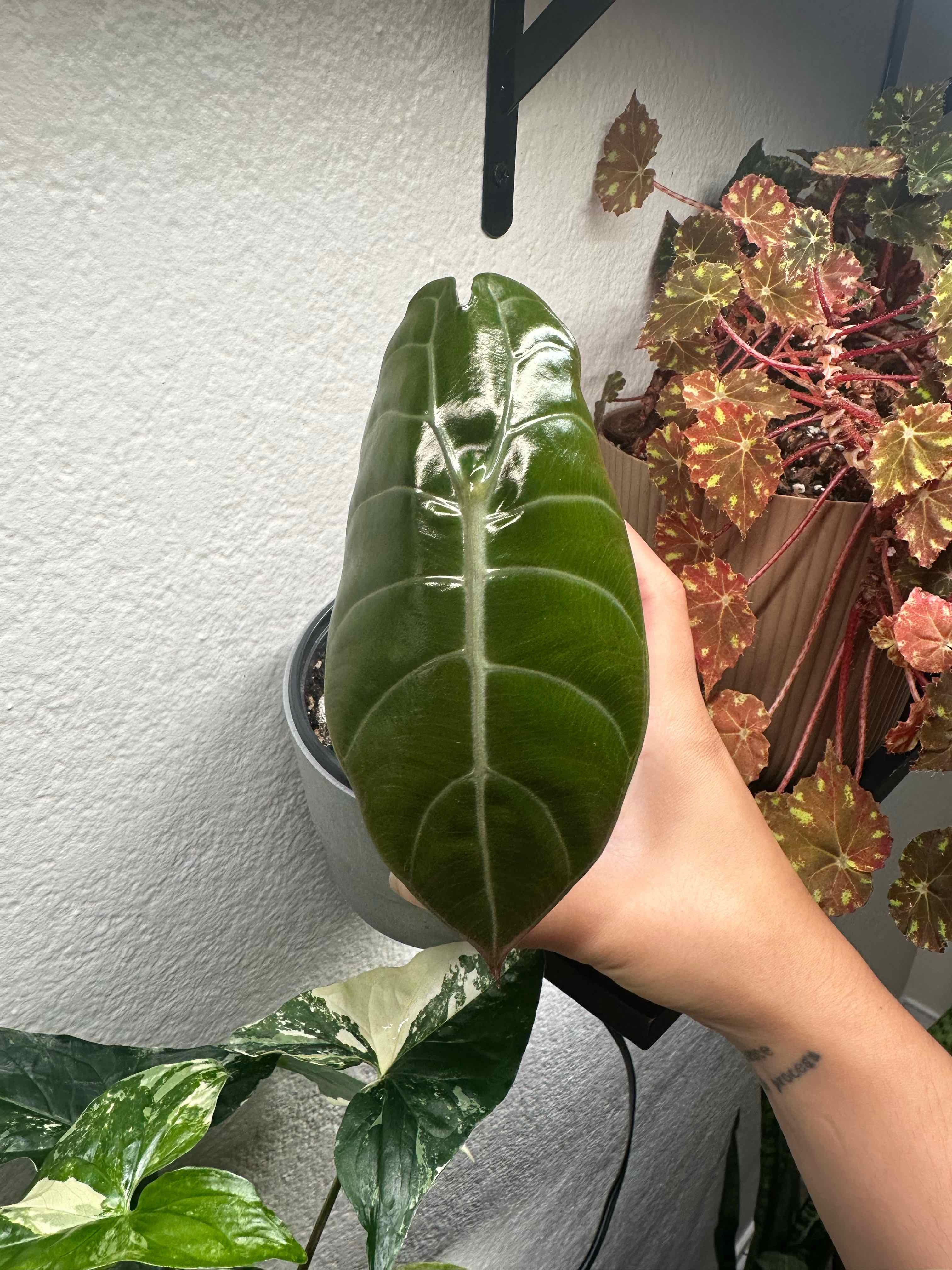 Photo of the plant species Alocasia Watsonia by @ModestTurmeric named Alocasia White Vein on Greg, the plant care app