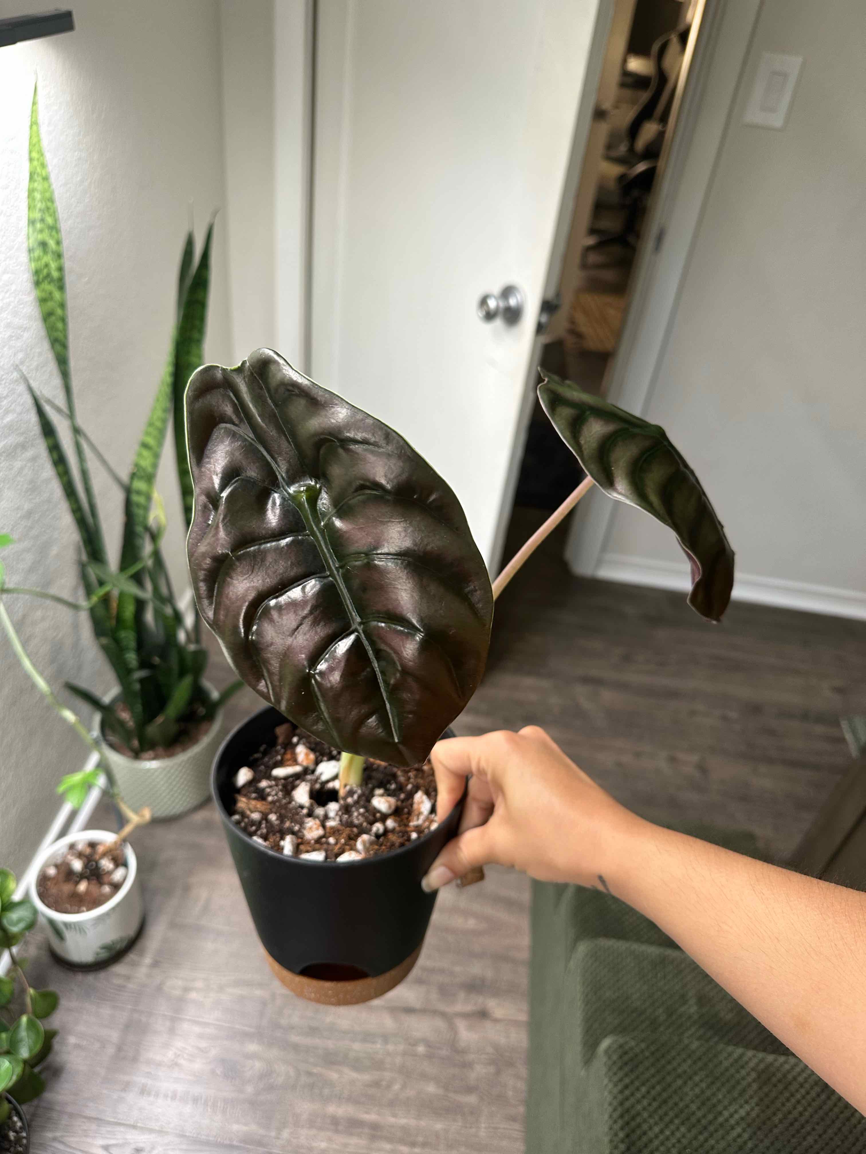 Photo of the plant species Alocasia Cuprea by @ModestTurmeric named Alocasia Red Secret on Greg, the plant care app