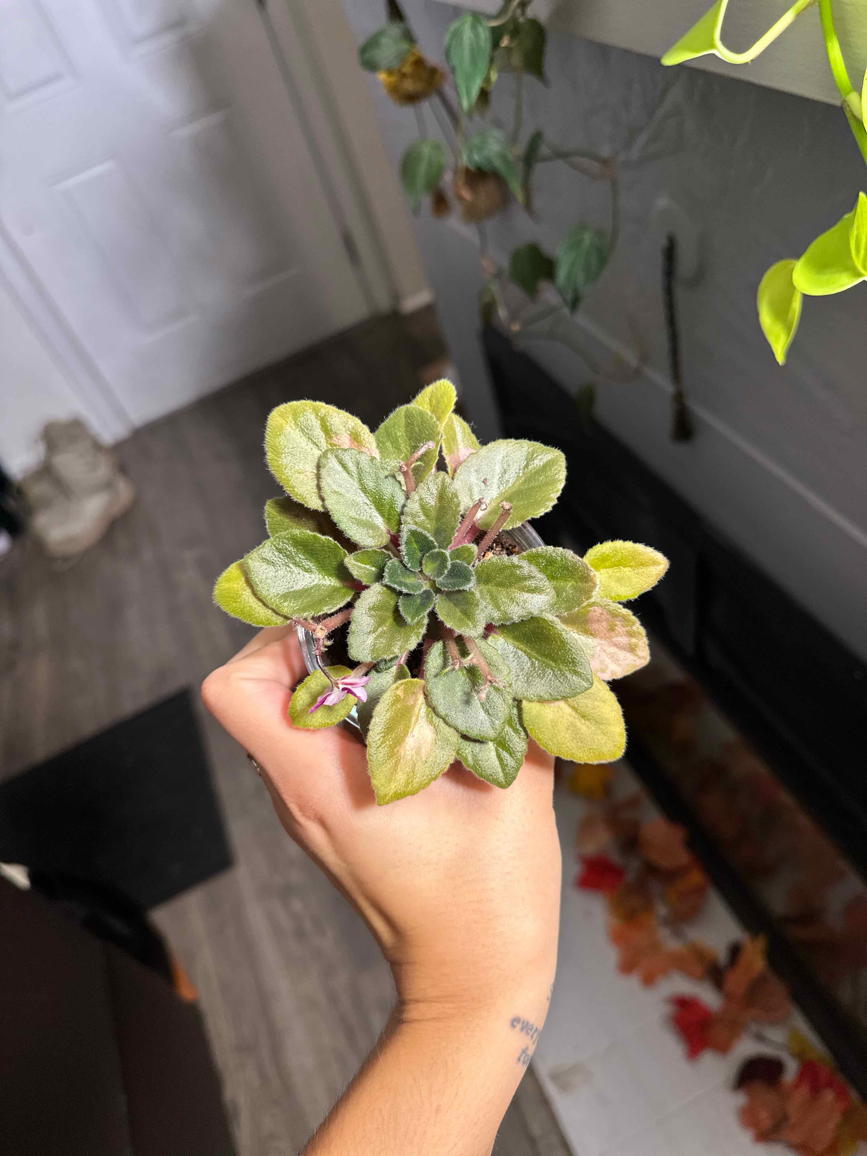 Photo of the plant species African Violet by @ModestTurmeric named Africa Violet - Saintpaulia Ionant on Greg, the plant care app