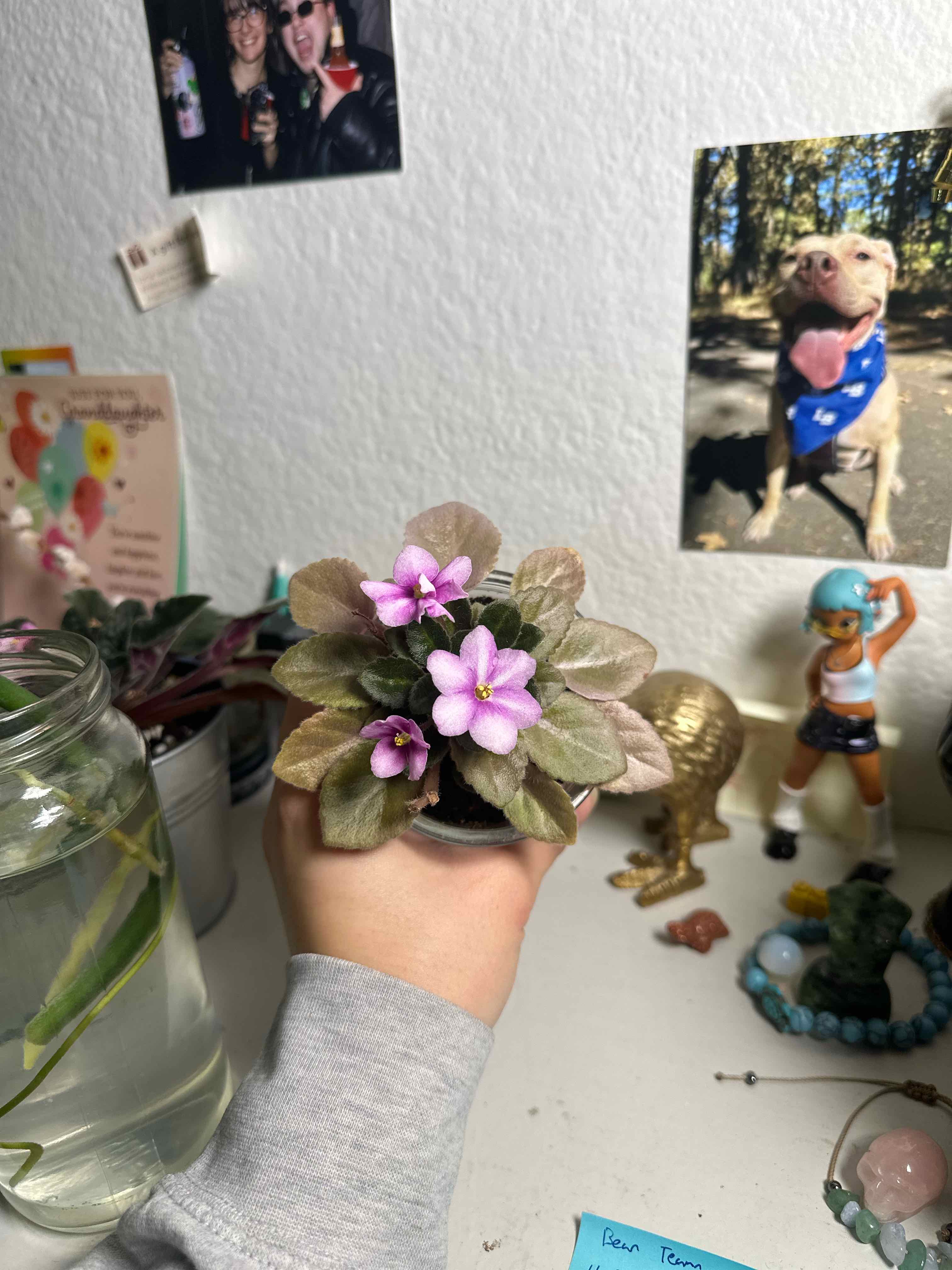 Photo of the plant species African Violet by @ModestTurmeric named Africa Violet - Saintpaulia Ionant on Greg, the plant care app
