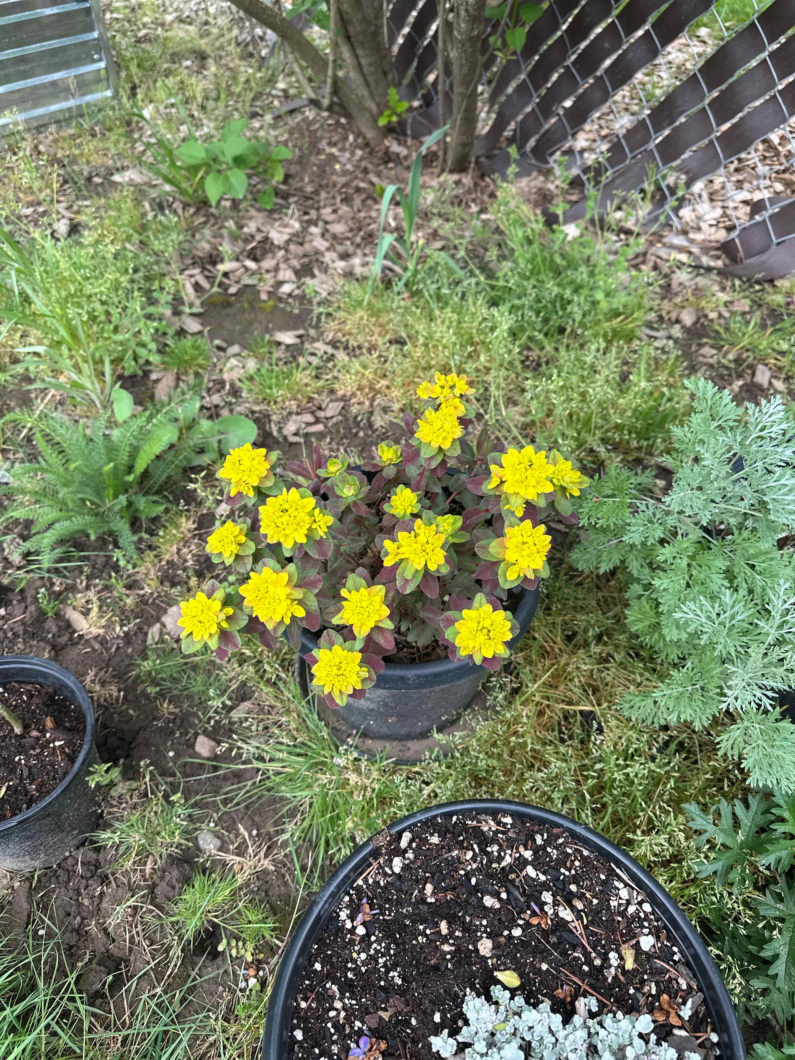 Photo of the plant species Cushion Spurge by @ModestTurmeric named Zoutside - Cushion Spurge on Greg, the plant care app