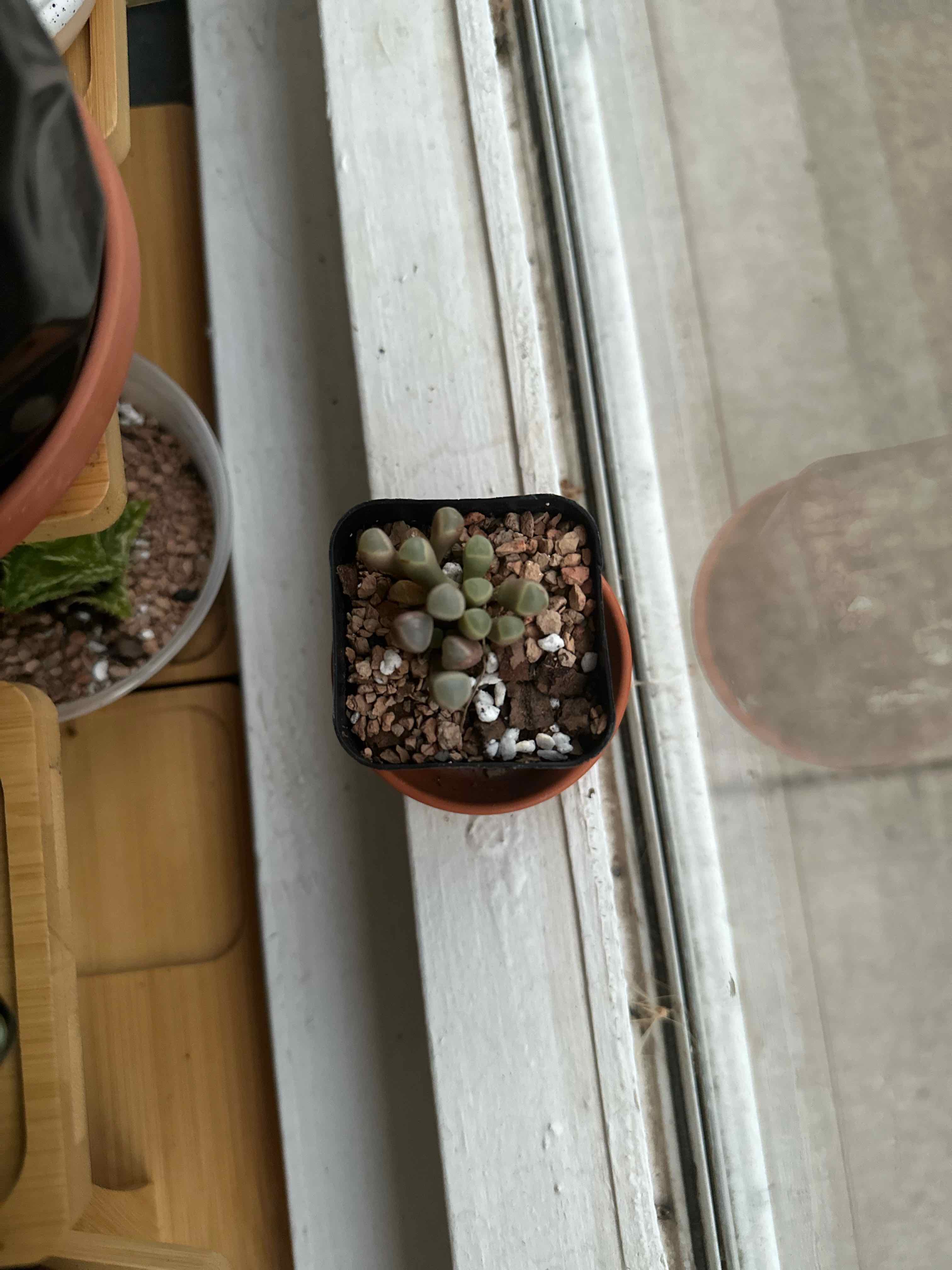 Photo of the plant species Baby Toes by @ModestTurmeric named Succ. - Baby Toes on Greg, the plant care app