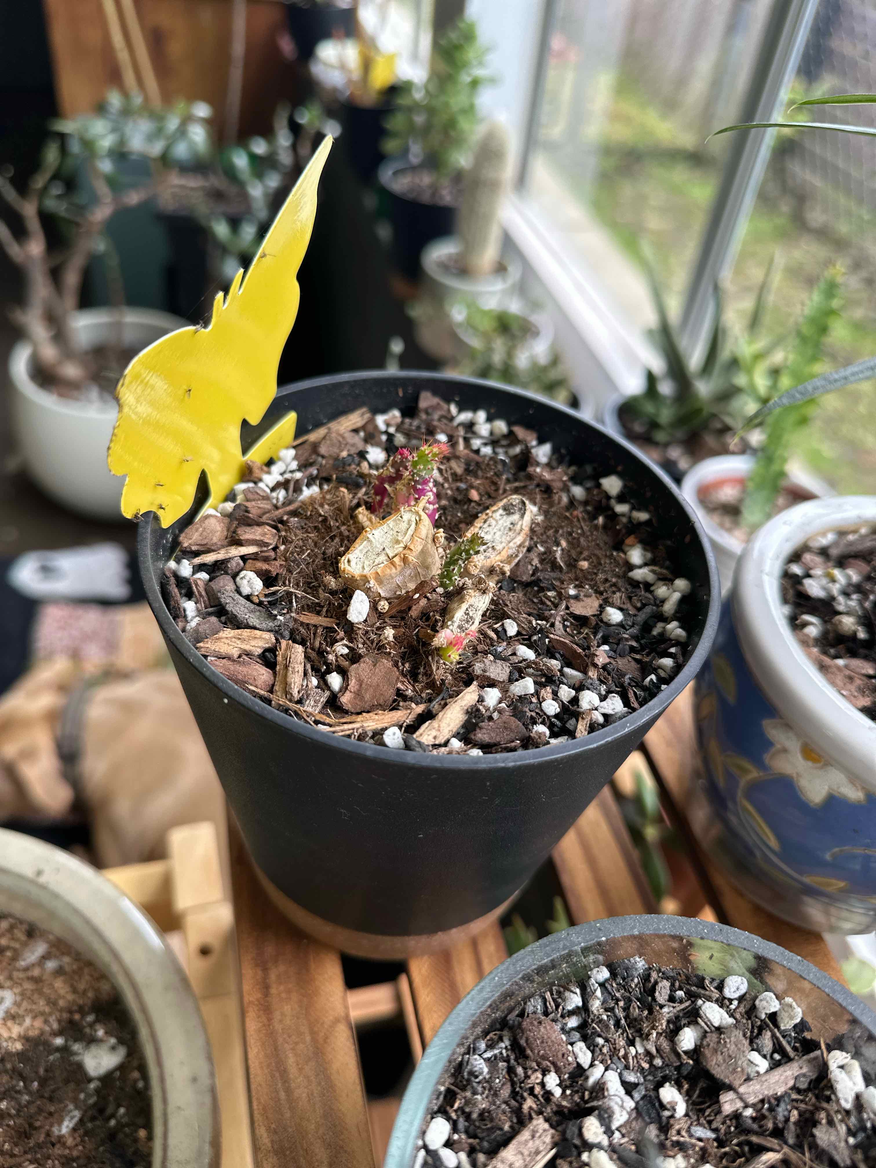 Photo of the plant species Variegated Joseph's Coat by @ModestTurmeric named Cactus - Joseph’s Coat Var. on Greg, the plant care app