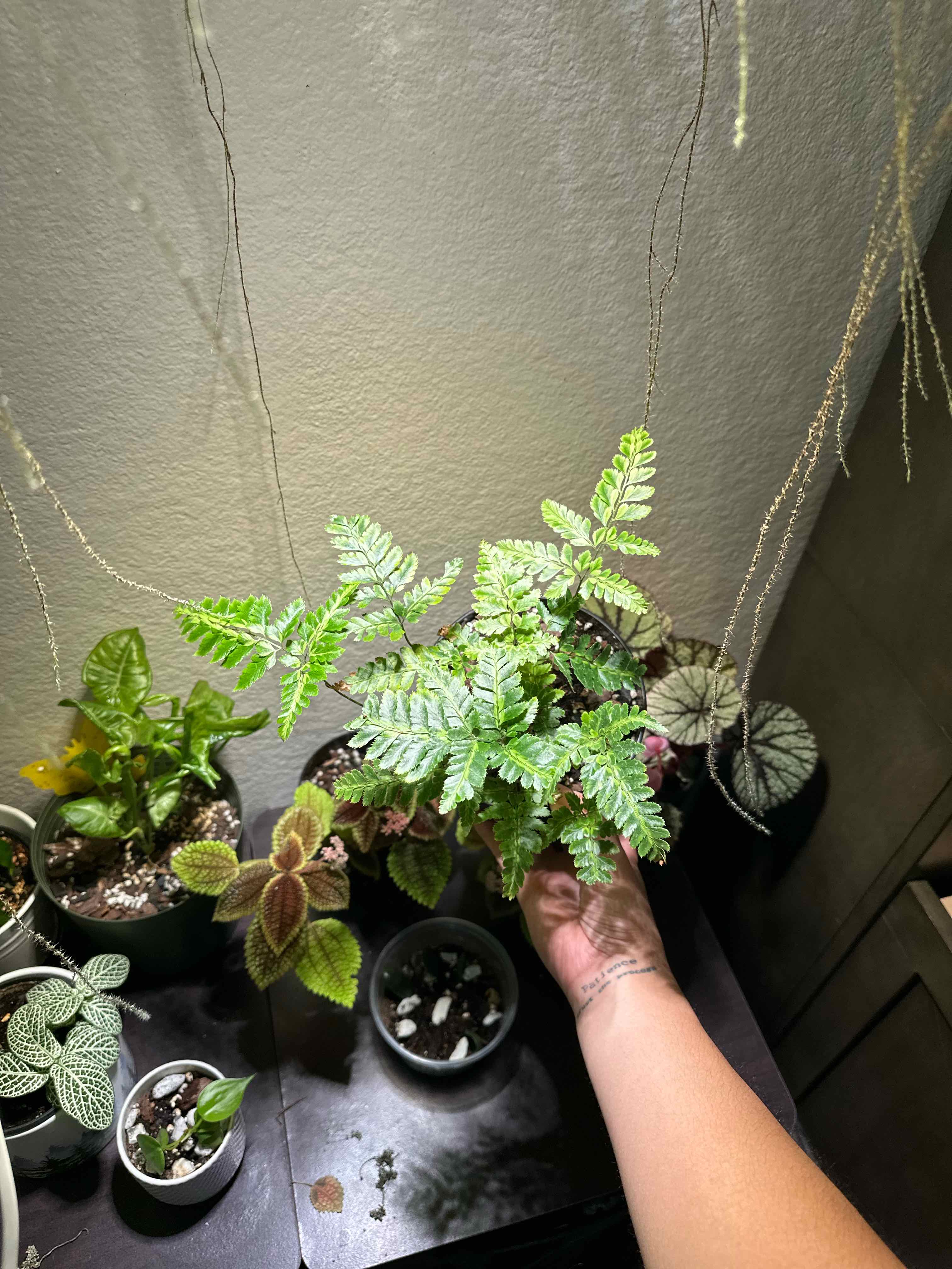 Photo of the plant species Variegated Leatherleaf Fern by @ModestTurmeric named Fern - Leatherleaf Var. on Greg, the plant care app