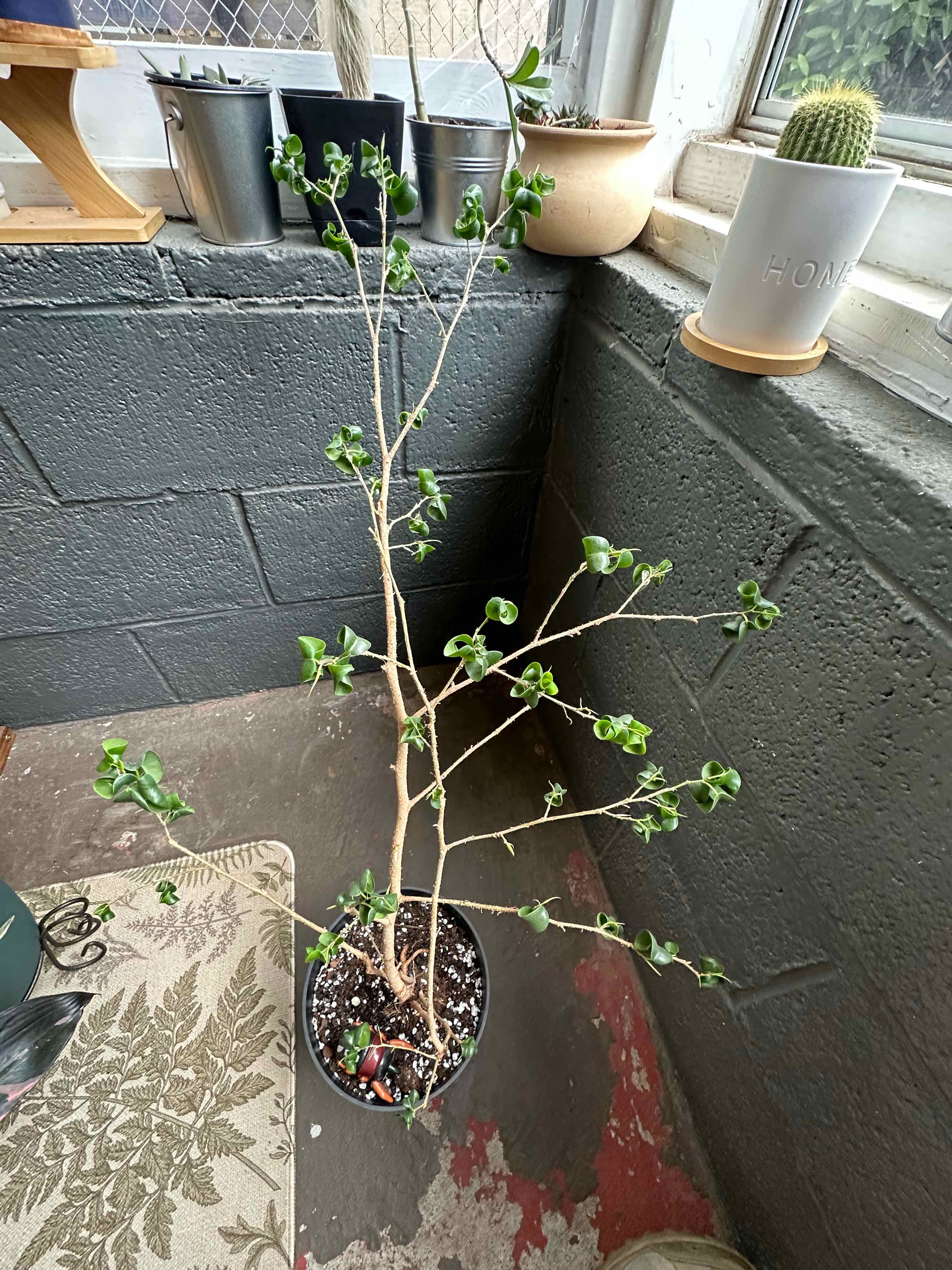 Photo of the plant species Curly Weeping Fig by @ModestTurmeric named Ficus Curly Weeping on Greg, the plant care app