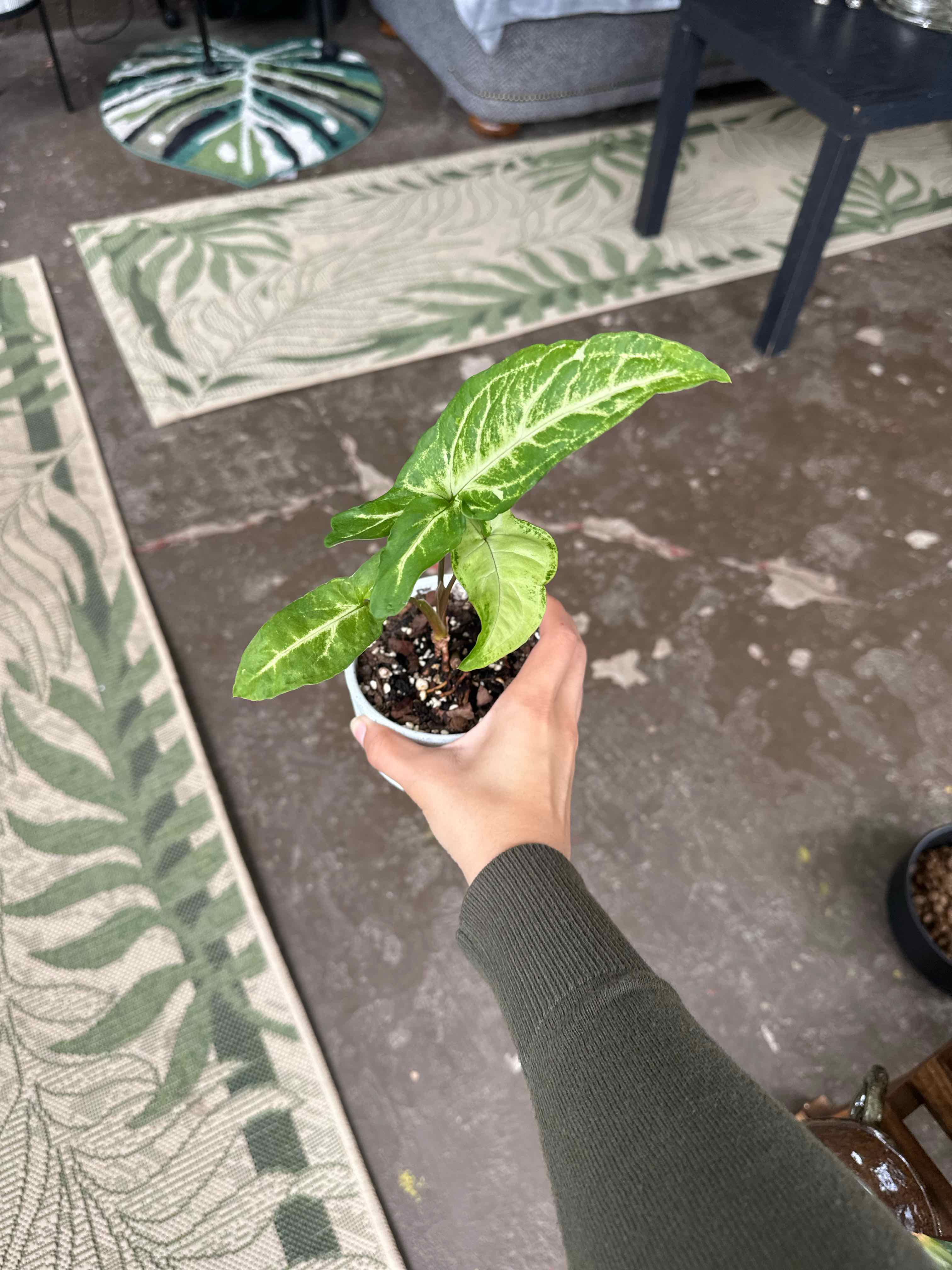 Photo of the plant species Syngonium angustatum by @ModestTurmeric named Syngonium Angustatum on Greg, the plant care app