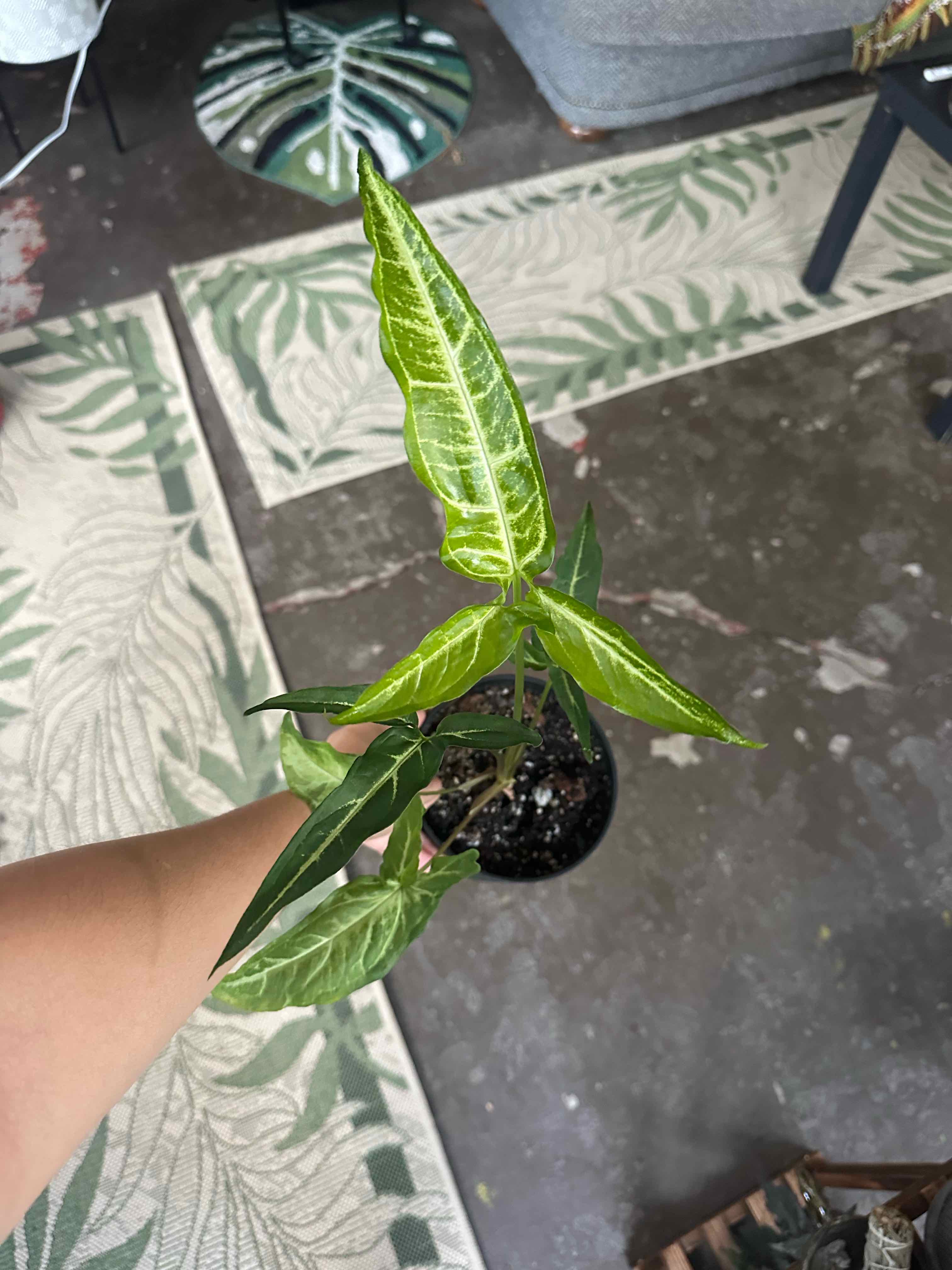 Photo of the plant species Syngonium angustatum by @ModestTurmeric named Syngonium Angustatum on Greg, the plant care app