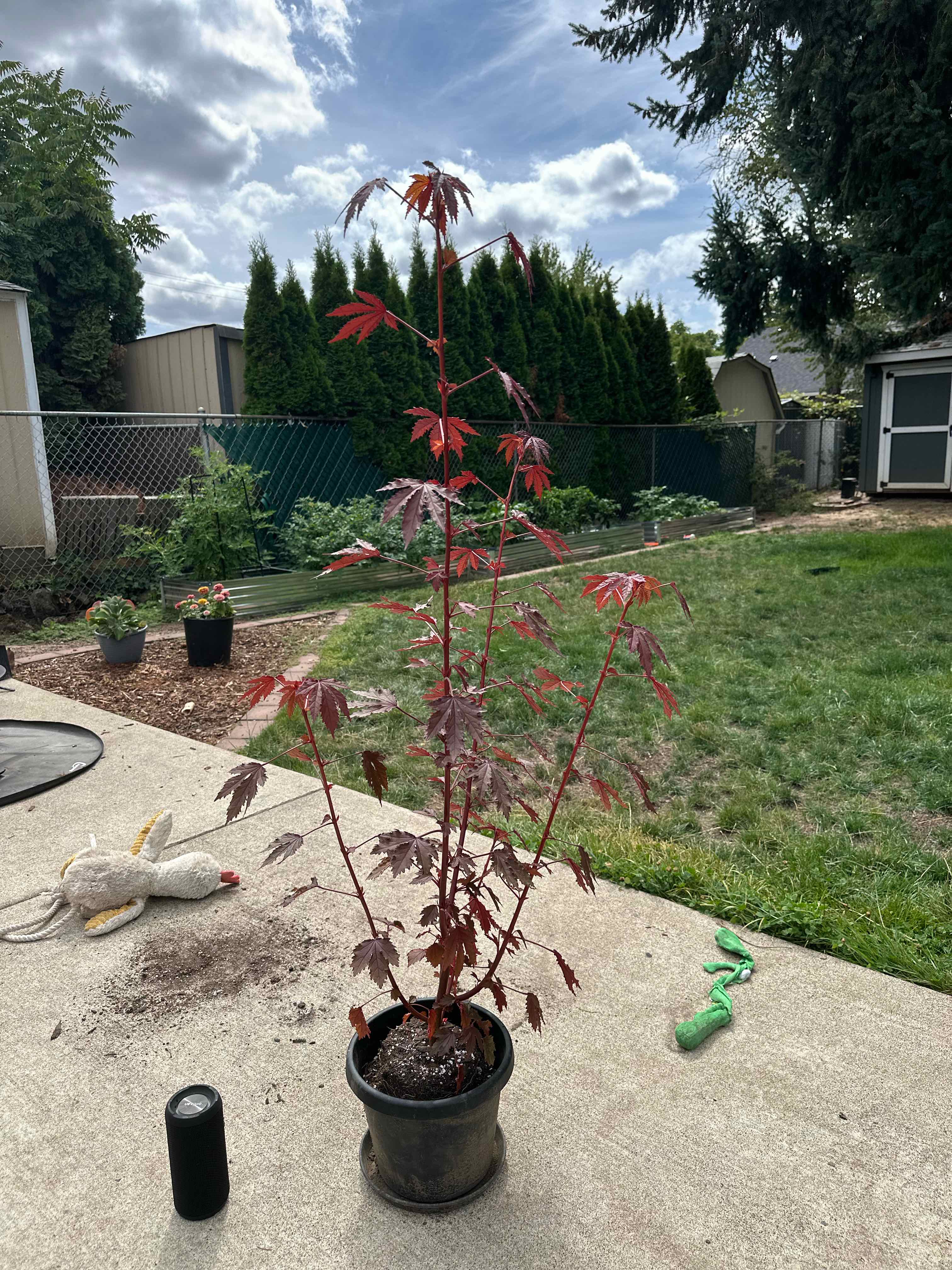 Photo of the plant species Hibiscus acetosella by @ModestTurmeric named Zoutside - Hibiscus Acetosella on Greg, the plant care app