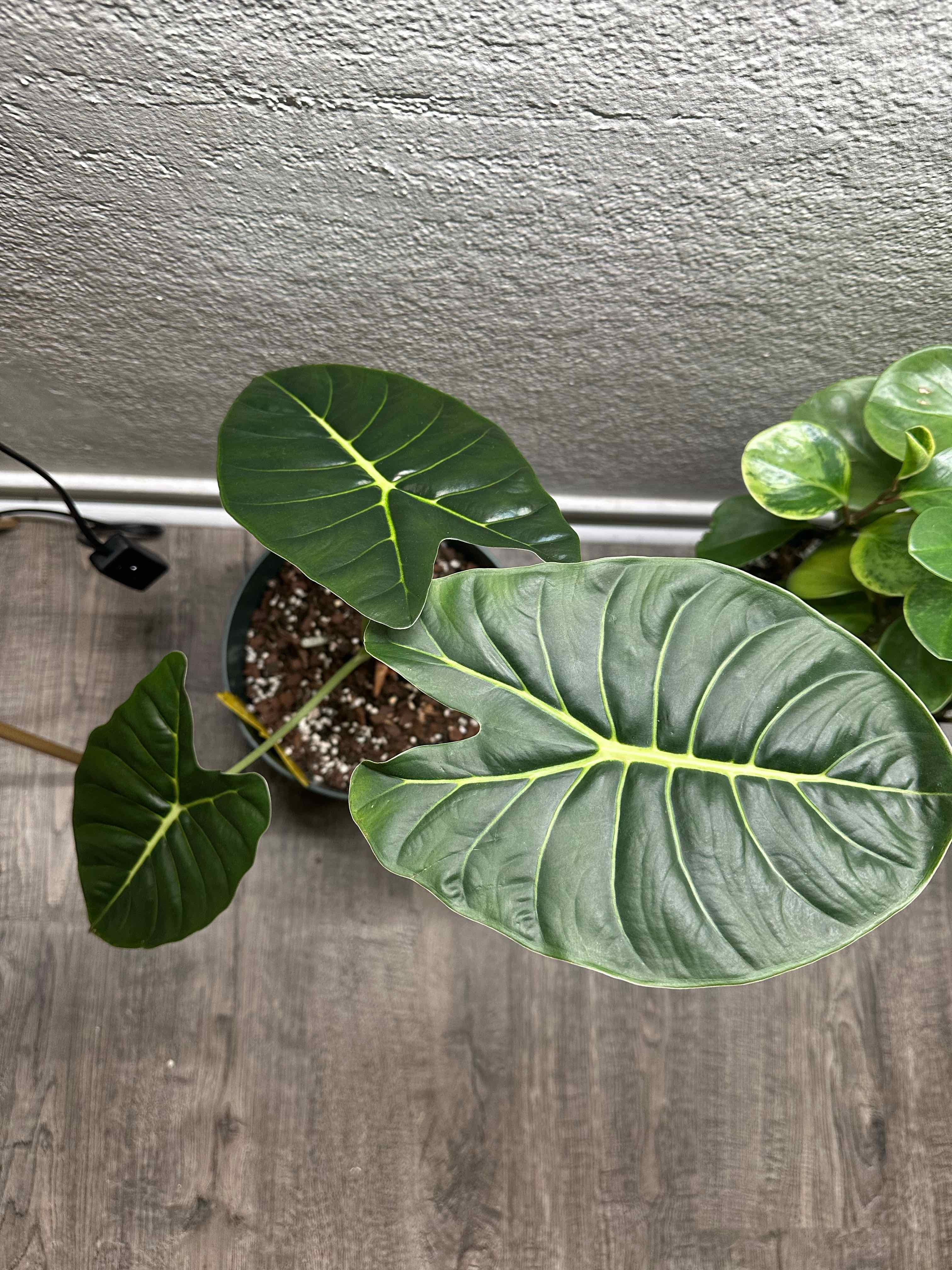 Photo of the plant species Alocasia Golden Bone by @ModestTurmeric named Alocasia Golden Bone on Greg, the plant care app