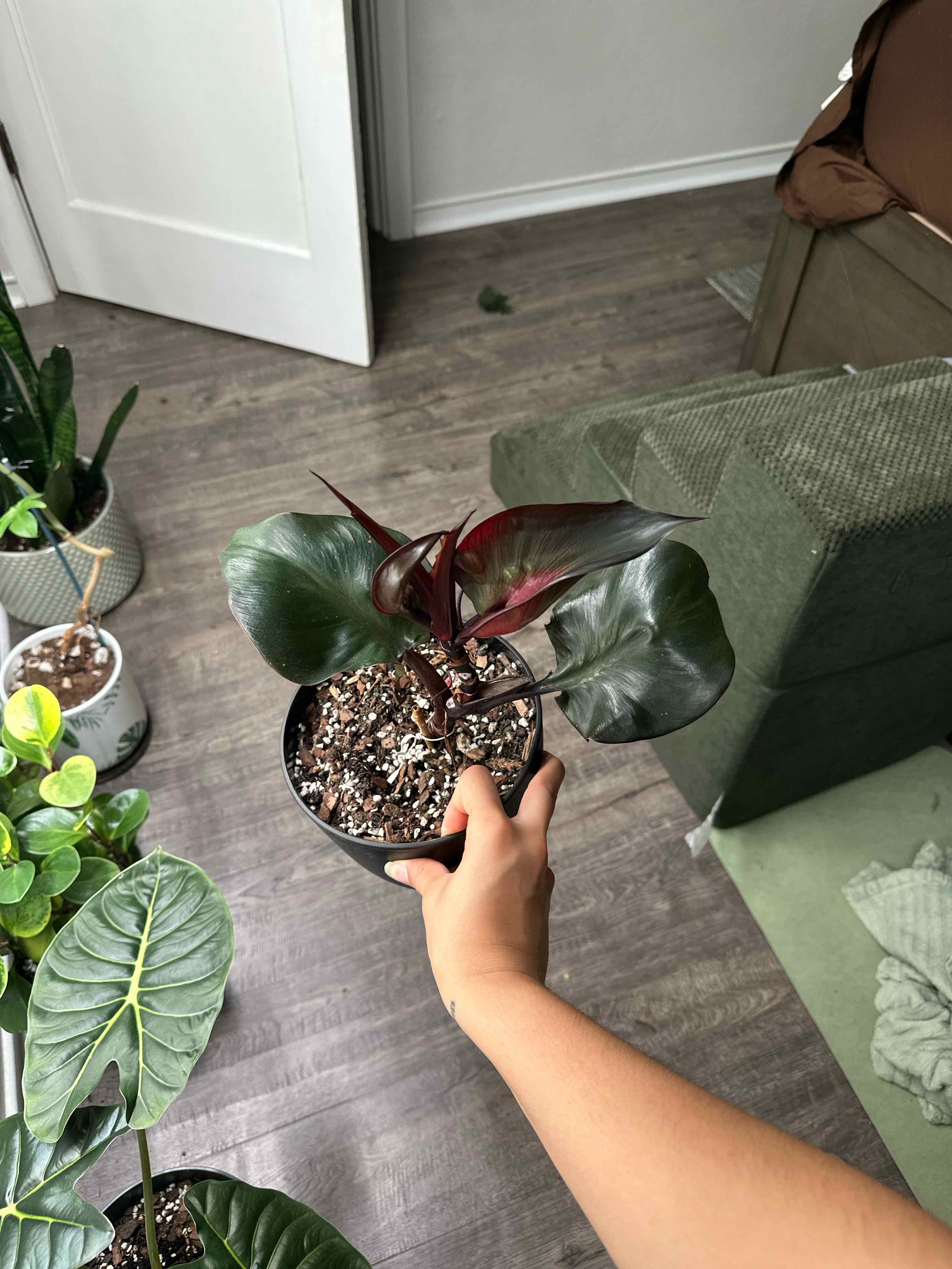Photo of the plant species Philodendron Red Heart by @ModestTurmeric named Philo Red Heart on Greg, the plant care app