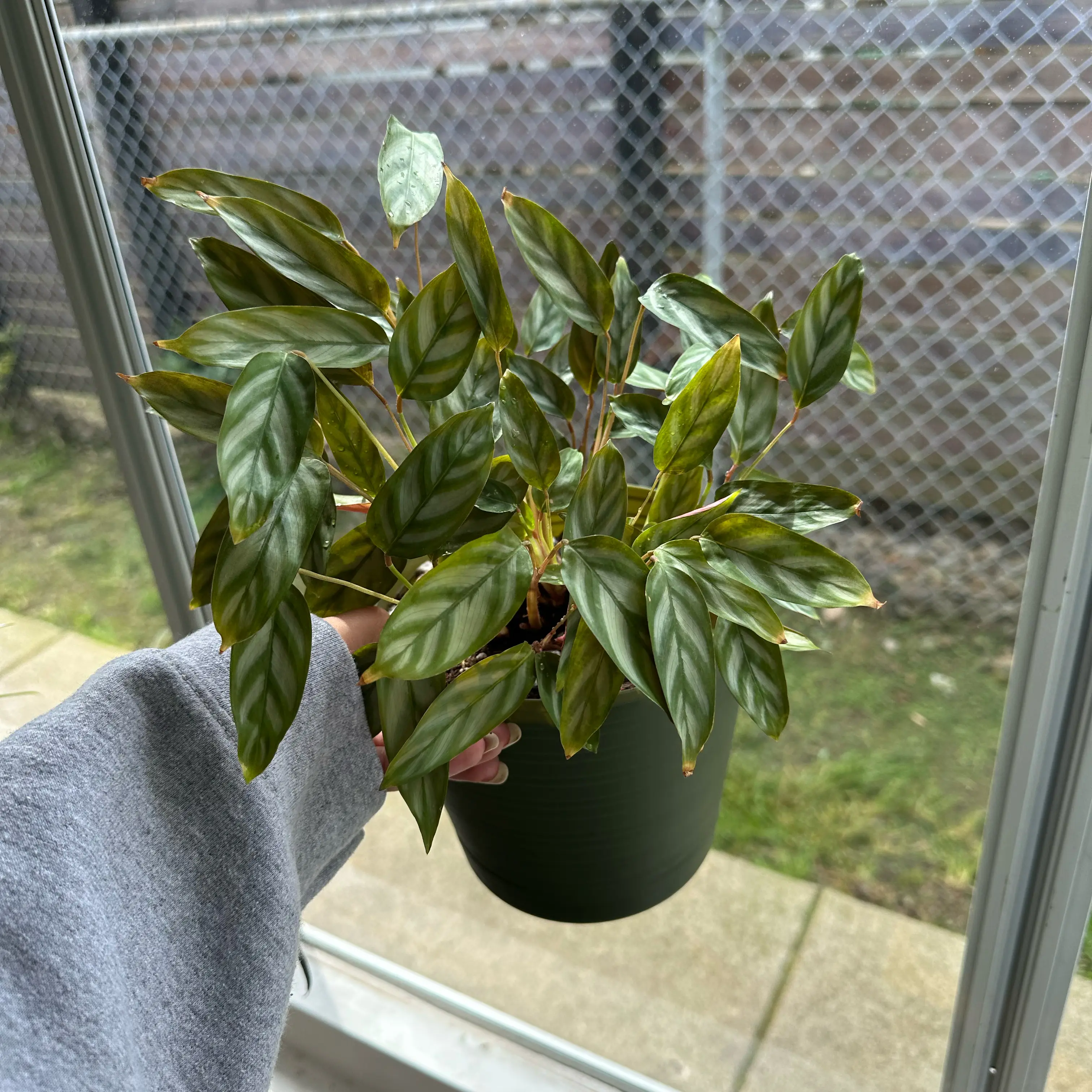Photo of the plant species calathea exotica by @ModestTurmeric named Calathea Exotica on Greg, the plant care app