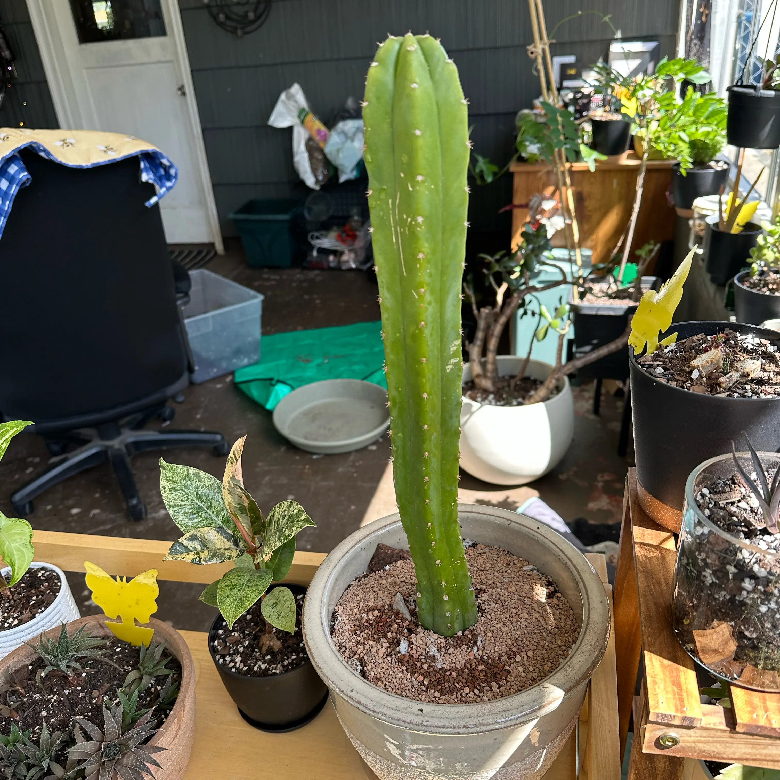 Photo of the plant species San Pedro by @ModestTurmeric named Cactus San Pedro on Greg, the plant care app