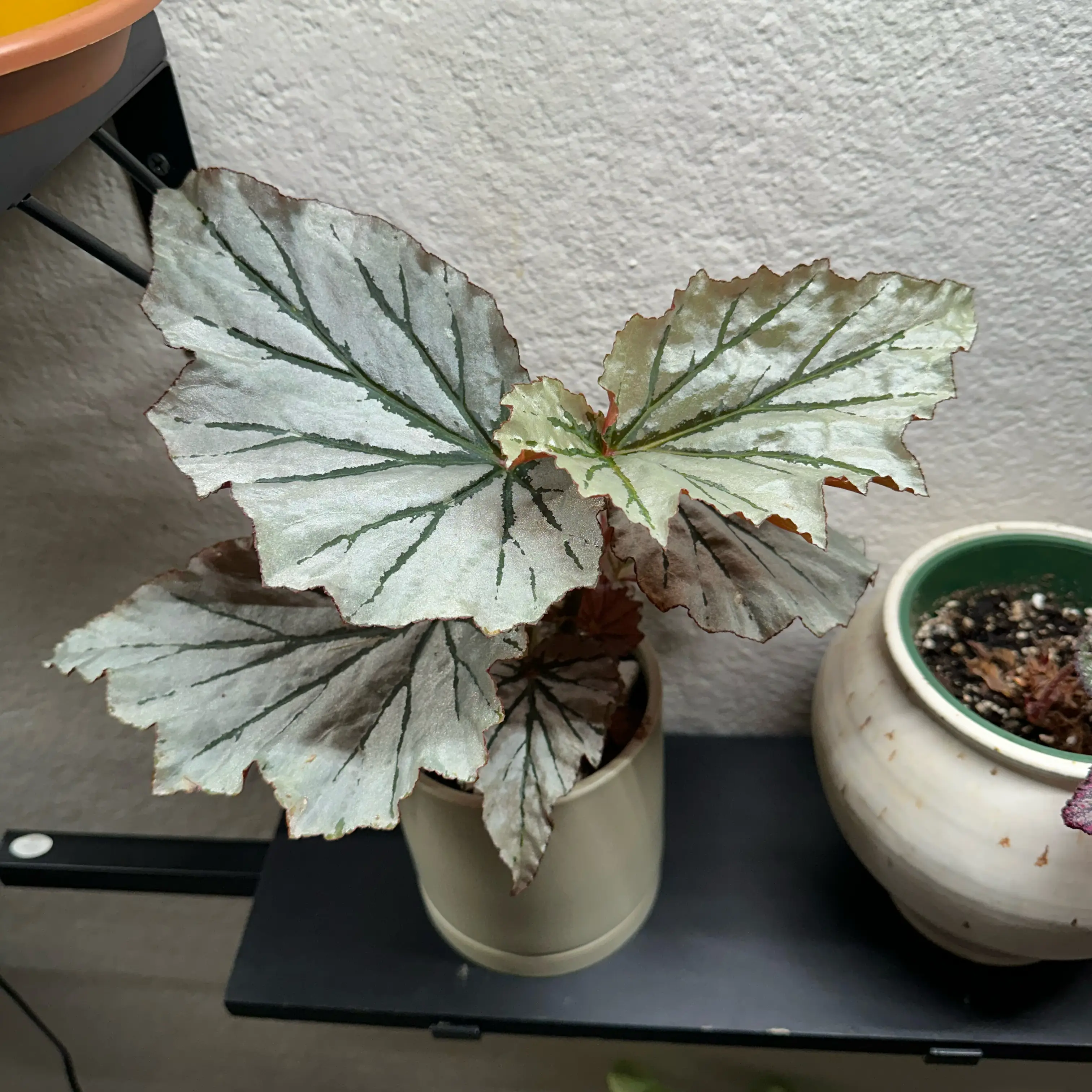 Photo of the plant species Looking Glass Cane Begonia by @ModestTurmeric named Begonia Looking Glass on Greg, the plant care app