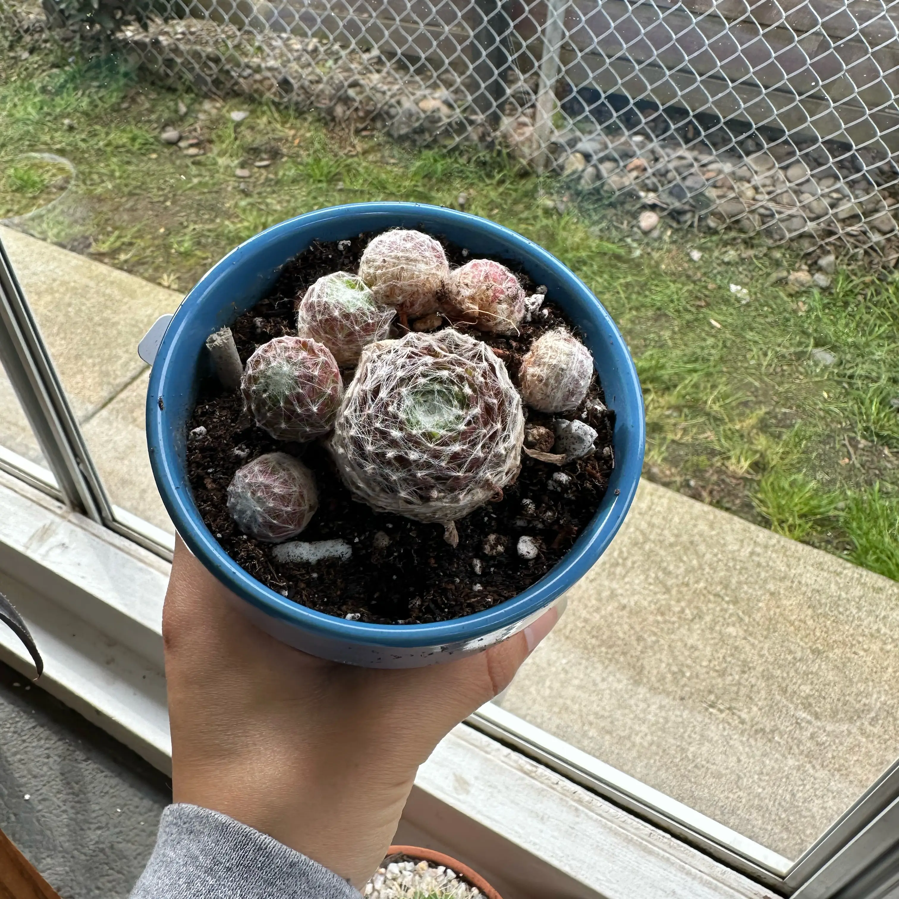 Photo of the plant species Sempervivum 'Cobweb Buttons' by @ModestTurmeric named Succ. - Cobweb Buttons - Office on Greg, the plant care app