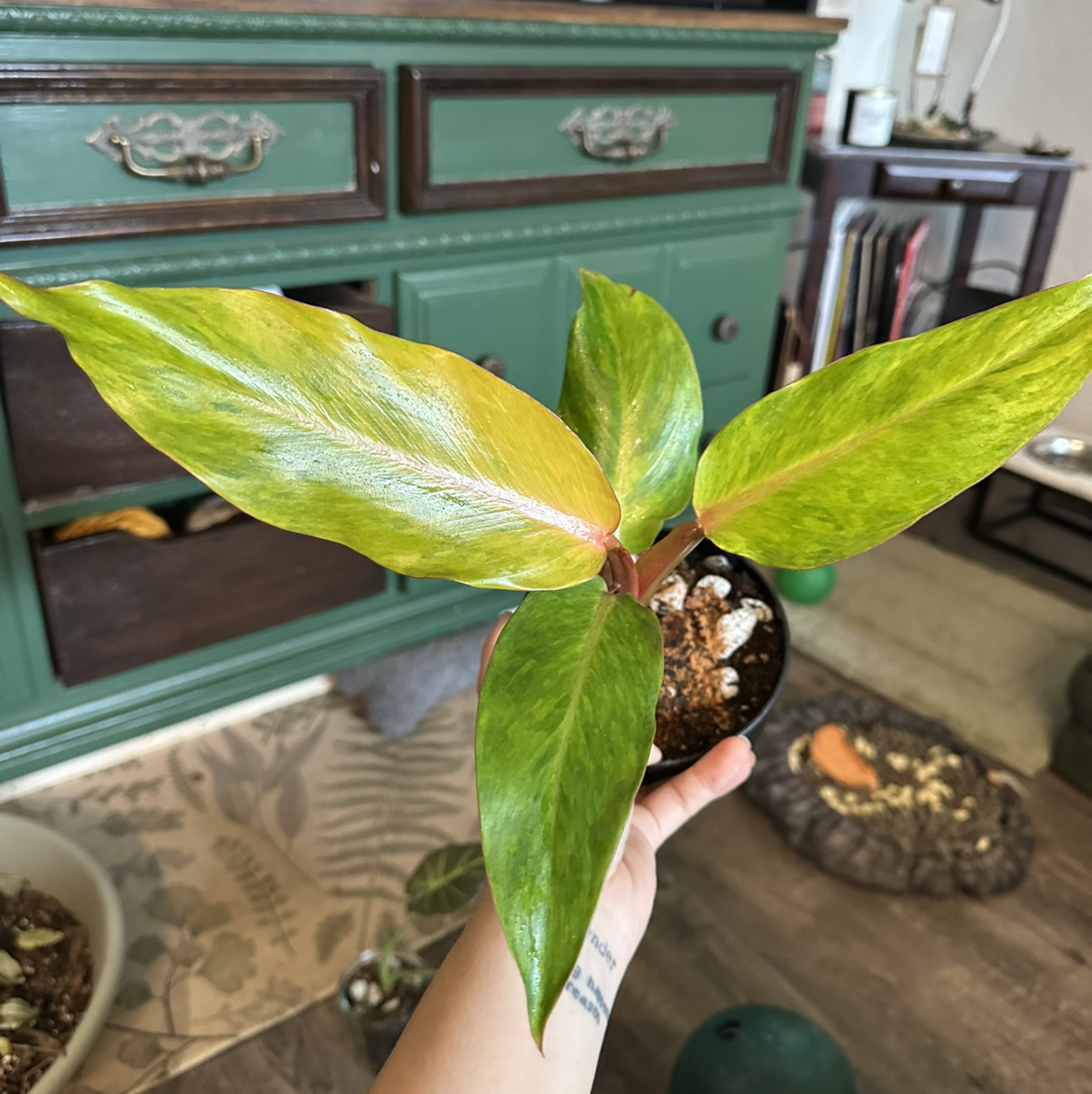 Photo of the plant species Philodendron orange Marmalade by @ModestTurmeric named Philo Orange Marmalade on Greg, the plant care app