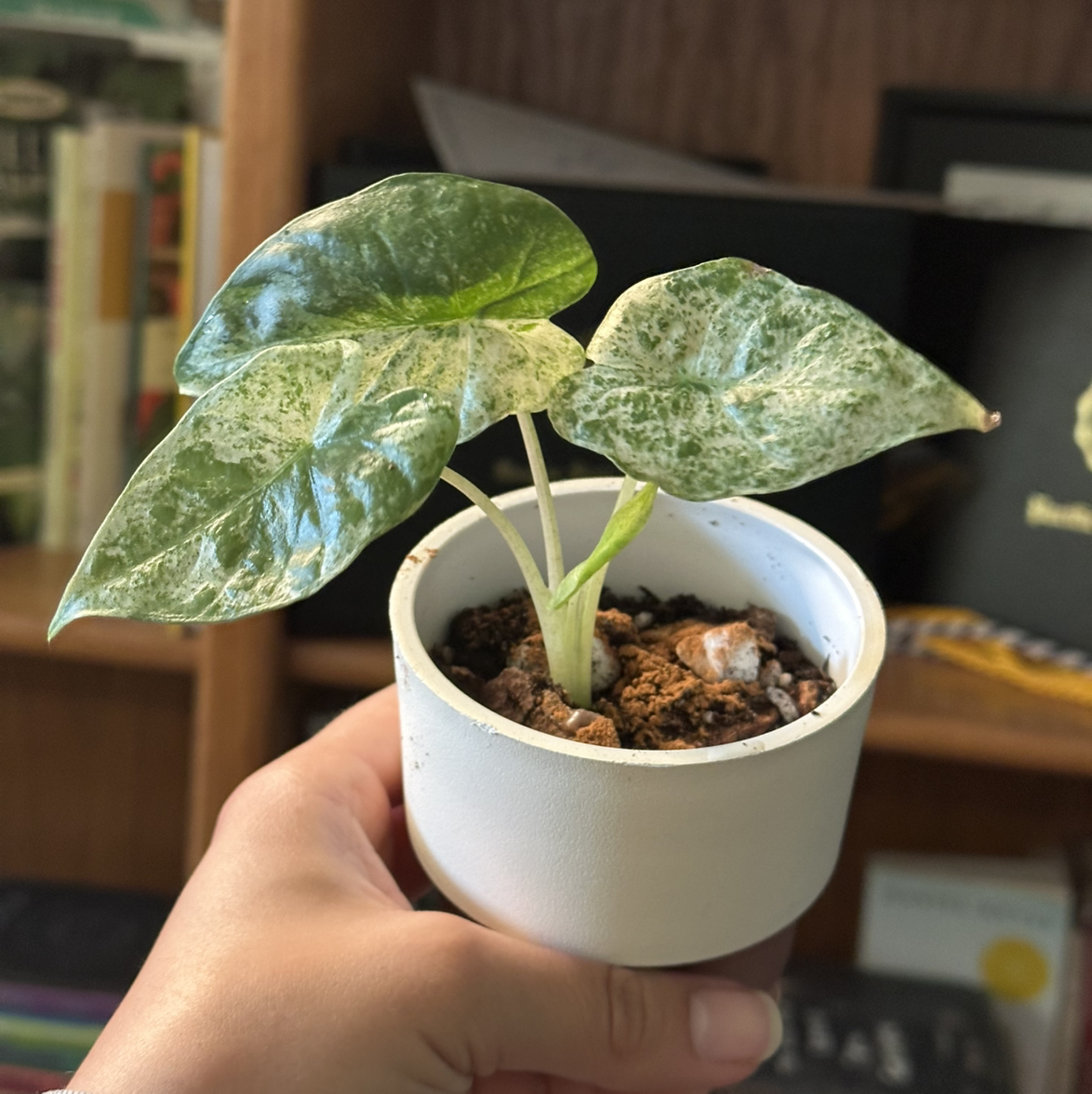 Photo of the plant species alocasia odora by @ModestTurmeric named Alocasia Odora Batik on Greg, the plant care app