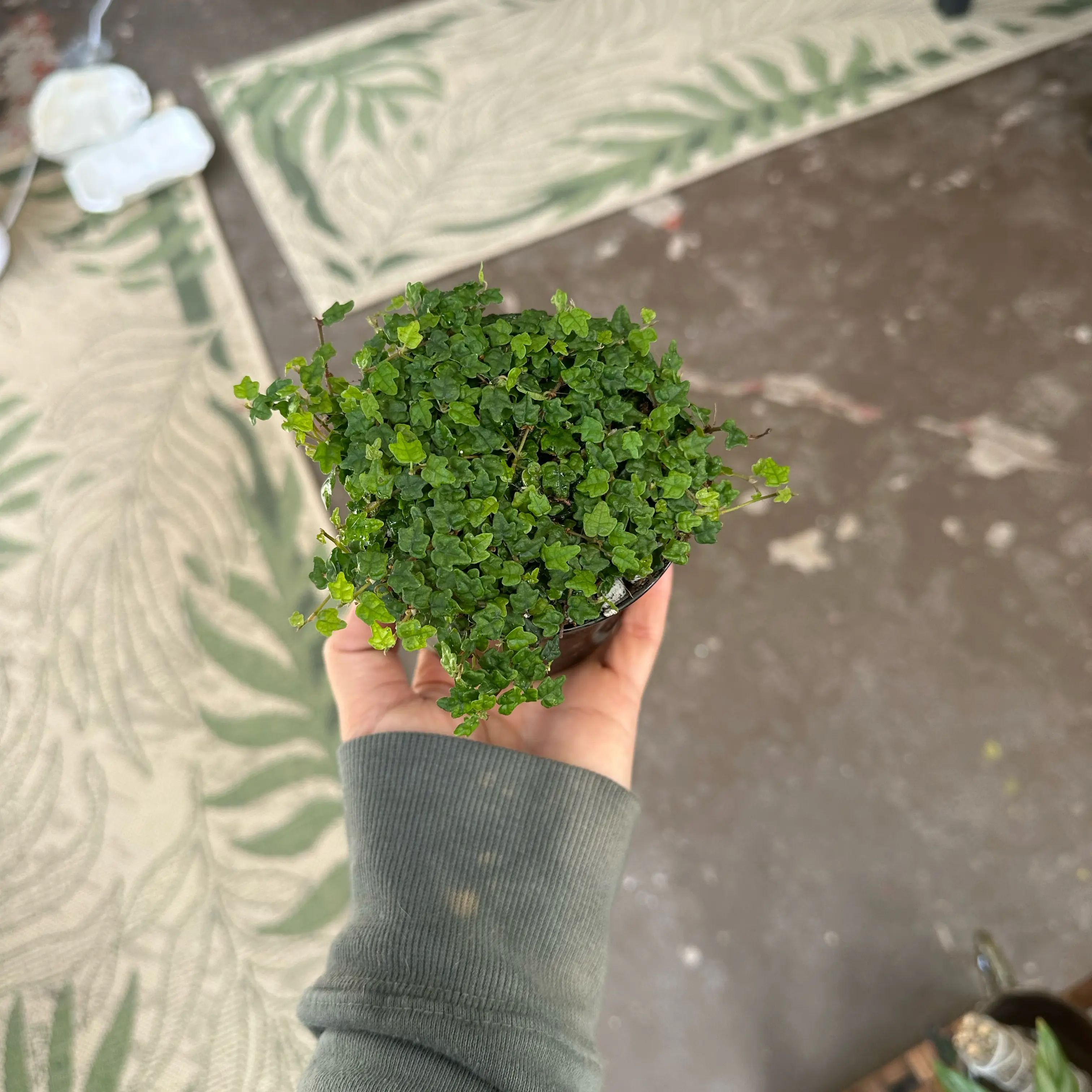 Photo of the plant species String of Frogs by @ModestTurmeric named String of Frogs on Greg, the plant care app