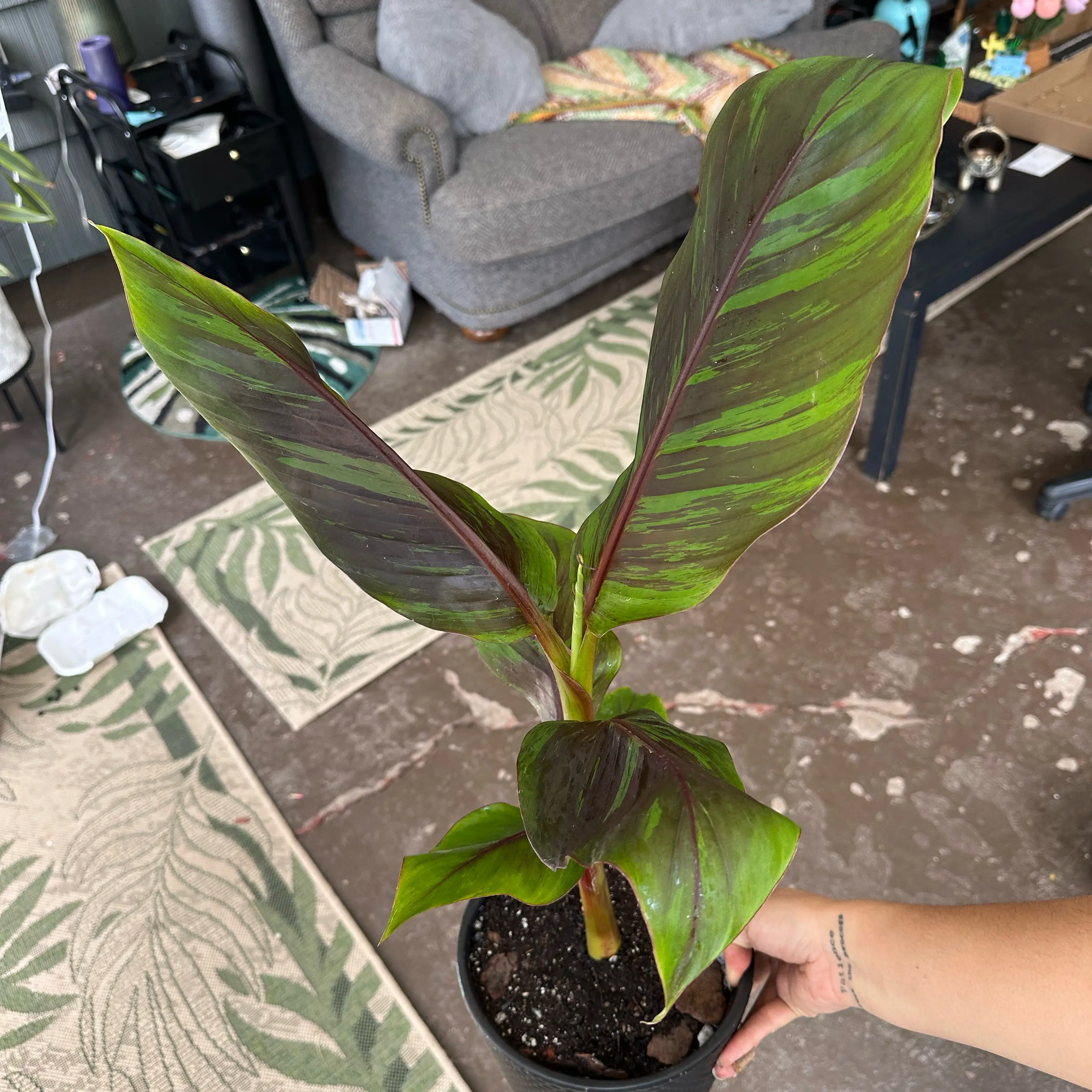Photo of the plant species Musa Red Tiger Banana Tree by @ModestTurmeric named Banana Tree - Musa Red Tiger on Greg, the plant care app