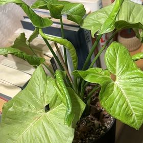Plant care for Sygonium Orm Nak on Greg, the plant care app