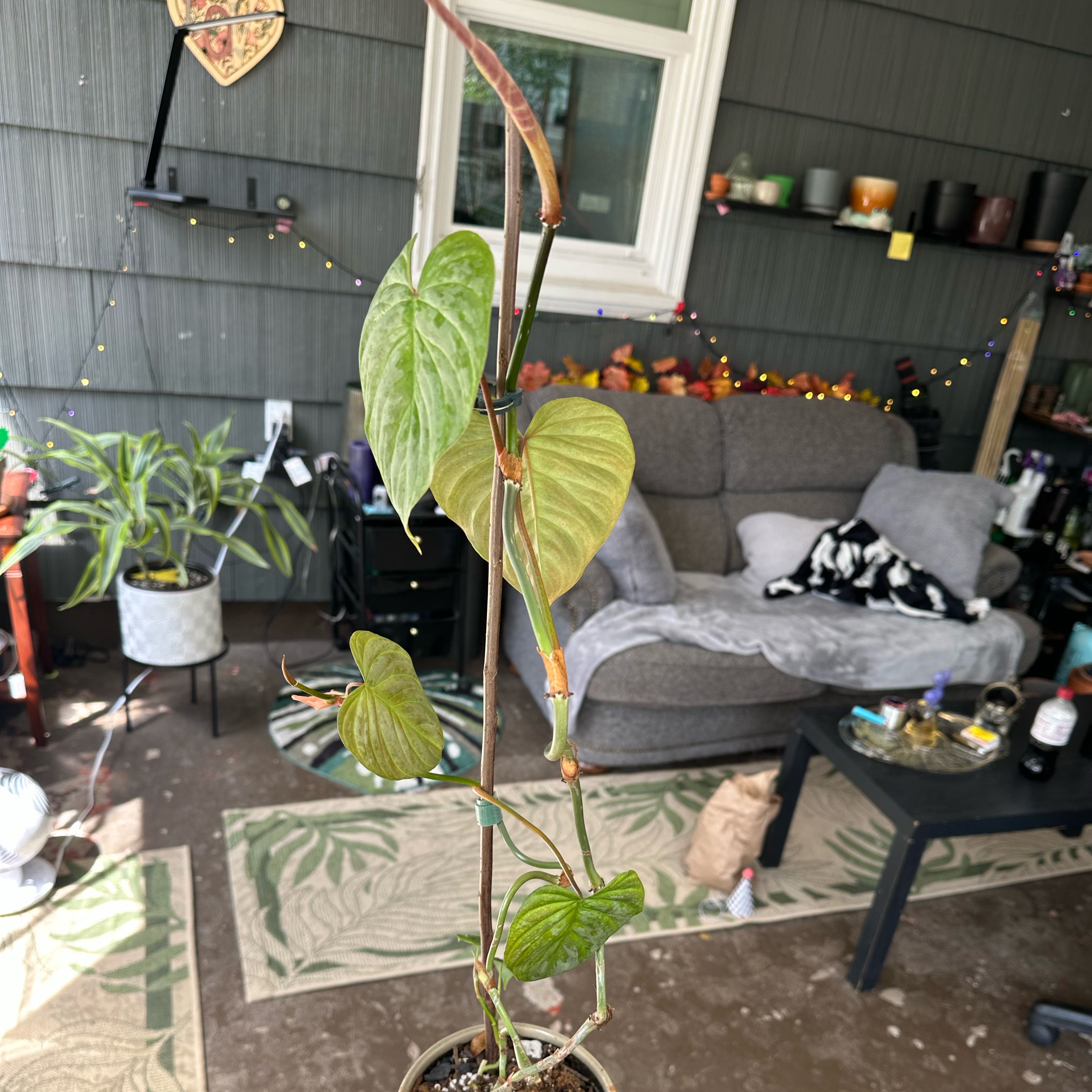 Photo of the plant species Philodendron 'Majestic' by @ModestTurmeric named Philo Majestic on Greg, the plant care app
