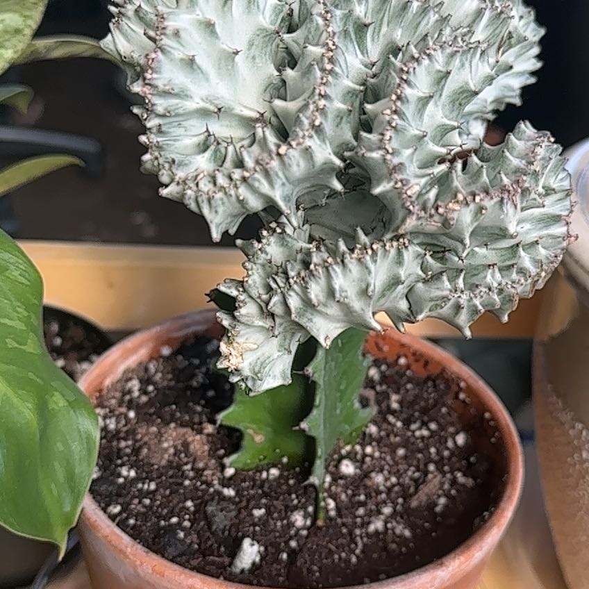 Photo of the plant species Mermaid tail, cactus by @ModestTurmeric named Cactus - Mermaid Tail on Greg, the plant care app