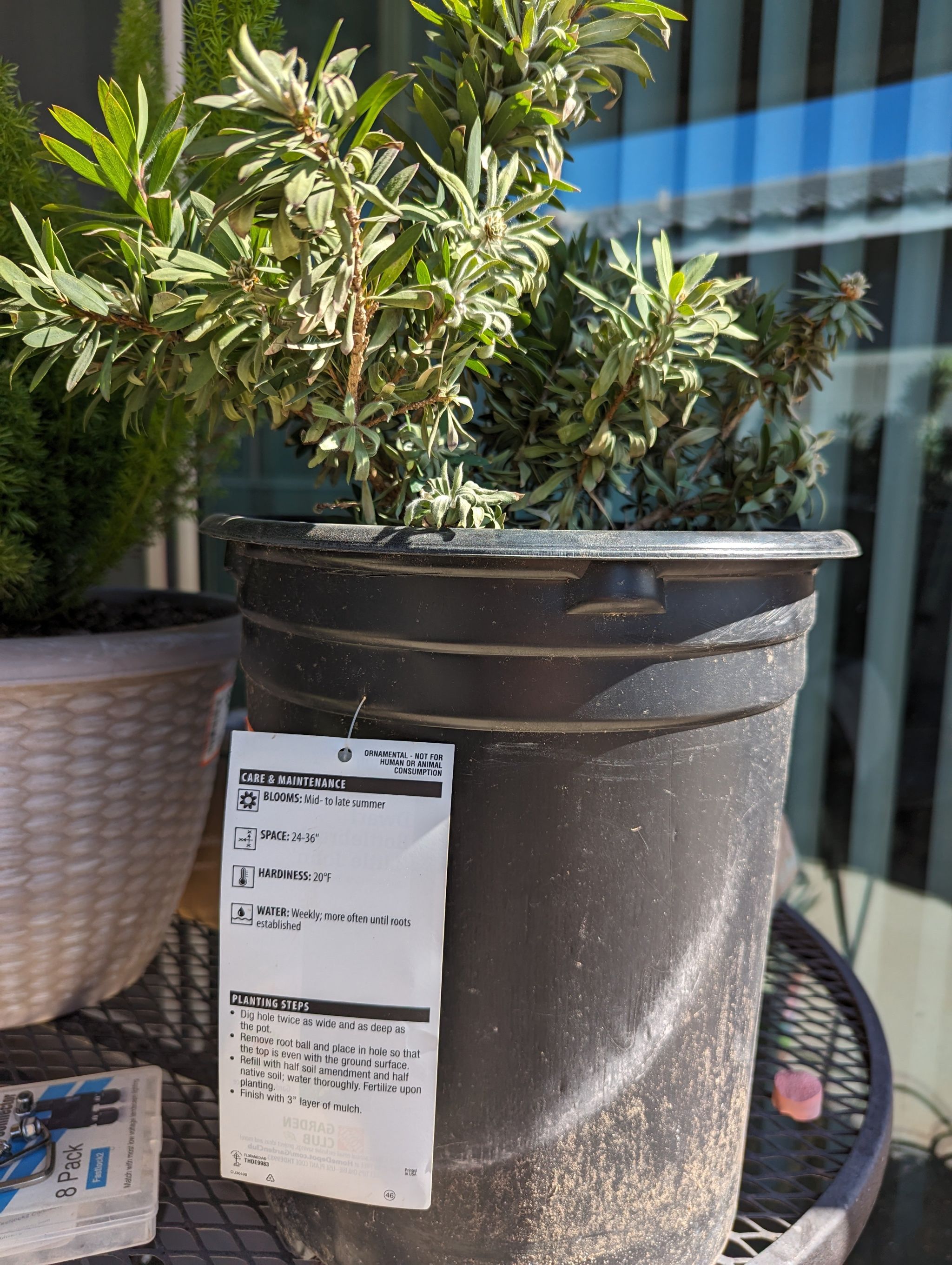 Photo of the plant species Callistemon viminalis by @ExoticSwisspine named Gates on Greg, the plant care app