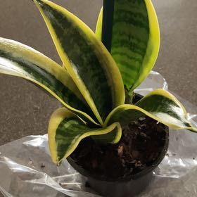 Photo of the plant species sanserveria cordova by @ChiefGymealily named Hemingway on Greg, the plant care app