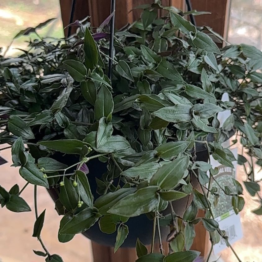 Photo of the plant species Tradescantia Bride's Veil by @CuteMeadowflax named Homer on Greg, the plant care app