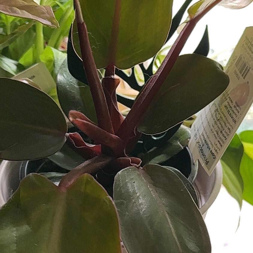 Photo of the plant species Philodendron 'Prismacolor™ Sun Red' by @CuteMeadowflax named Bieber on Greg, the plant care app