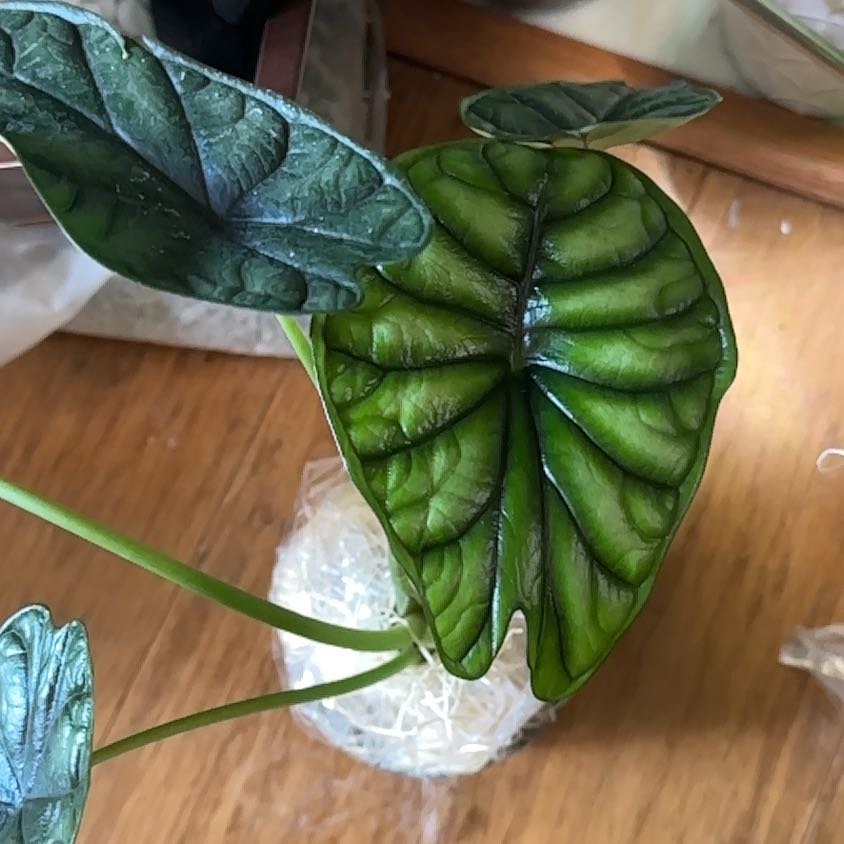 Photo of the plant species Alocasia Mirror Face by @CuteMeadowflax named Hemingway on Greg, the plant care app