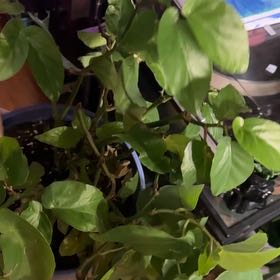 Photo of the plant species Begonia albopicta 'Rosea' by @CuteMeadowflax named Sherlock on Greg, the plant care app