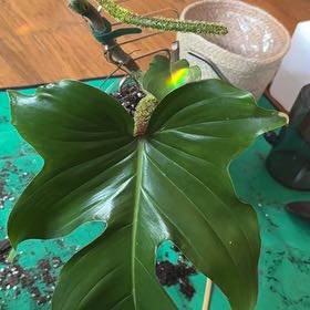 Plant care for Philadendron on Greg, the plant care app