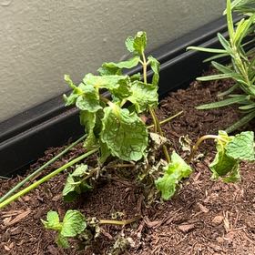Photo of the plant species Spearmint 'Rhodos' by @JesterBiglaurel named Osmo on Greg, the plant care app