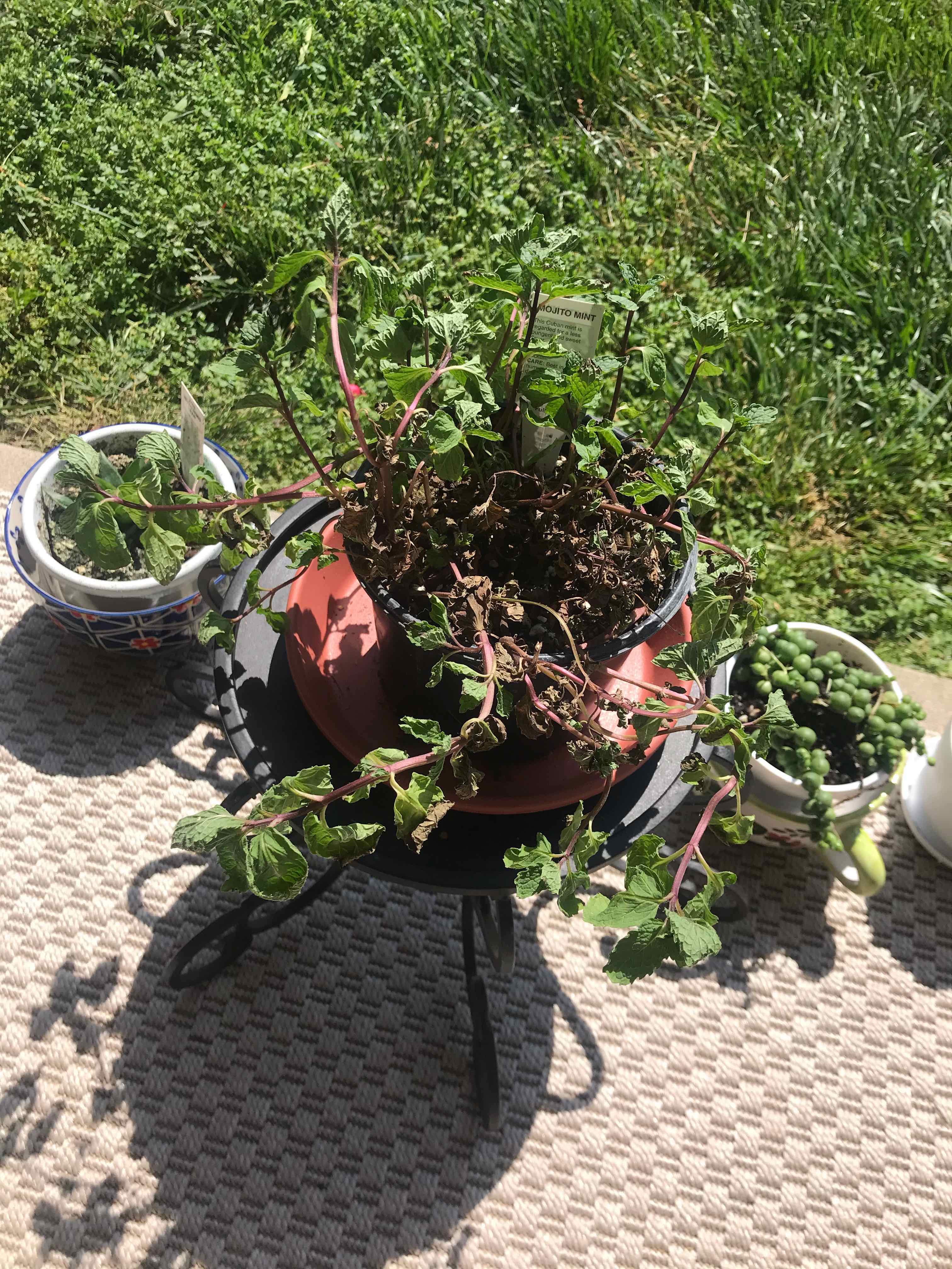 Potted Mojito Mint plant with some browning leaves, placed on a small table outdoors.