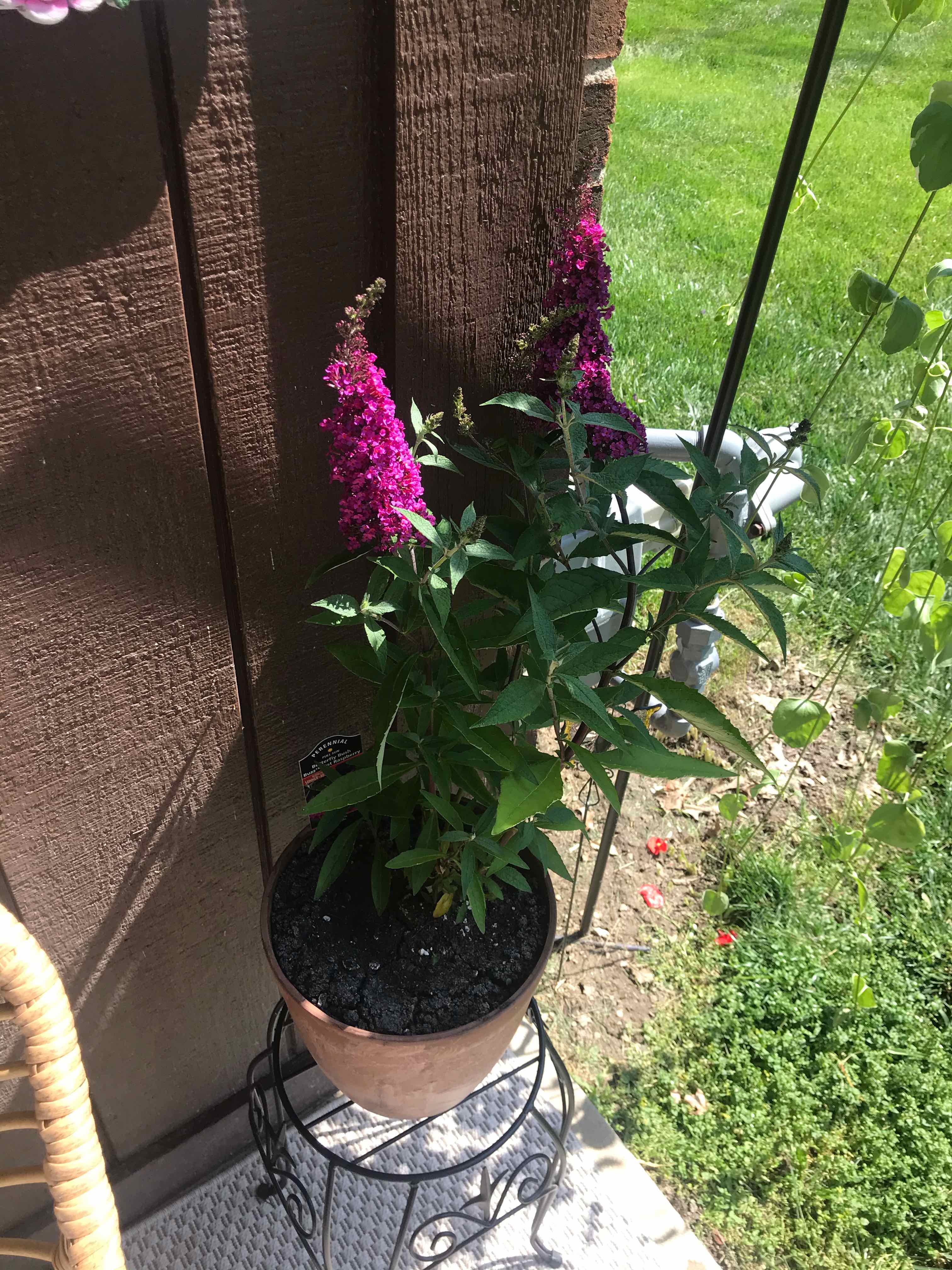Potted Orange Eye Butterflybush with vibrant purple flowers, healthy and well-framed.