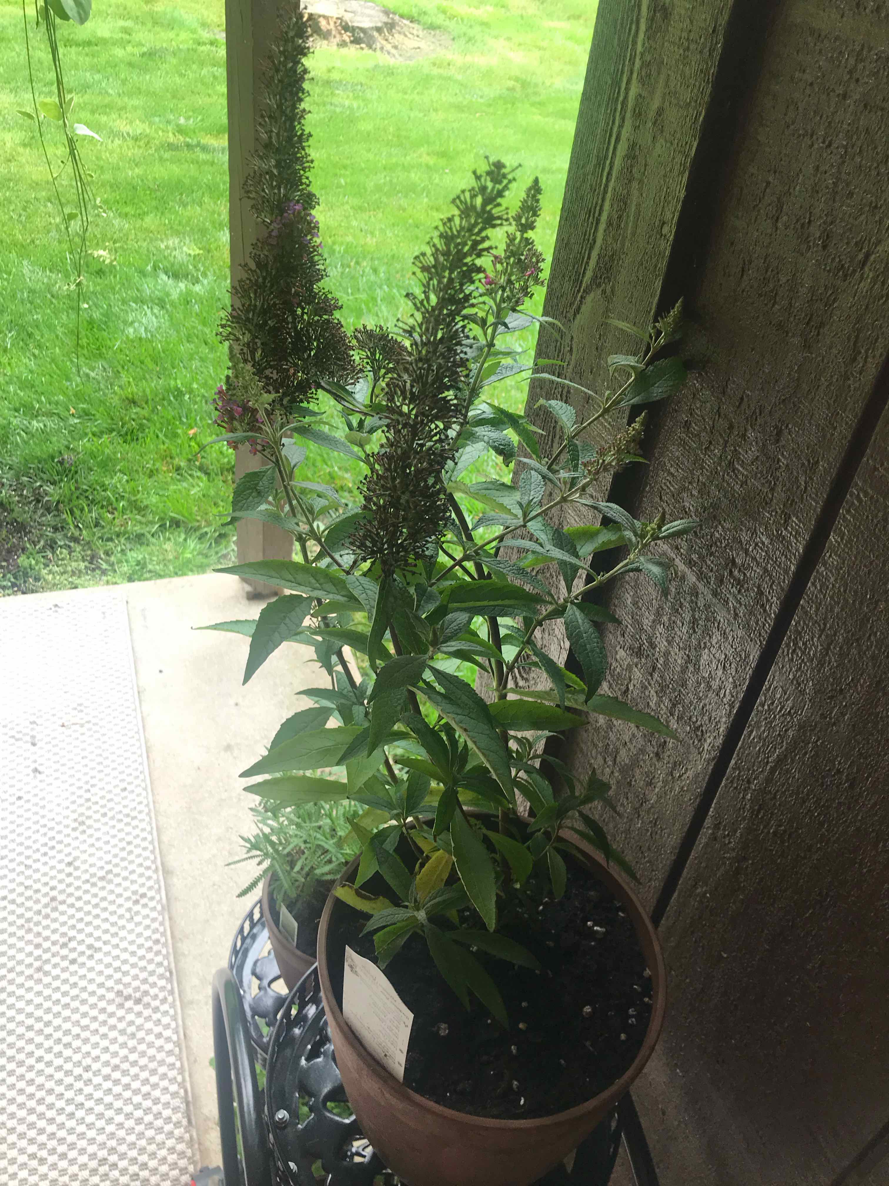 Potted Orange Eye Butterflybush with elongated flower clusters and green leaves.