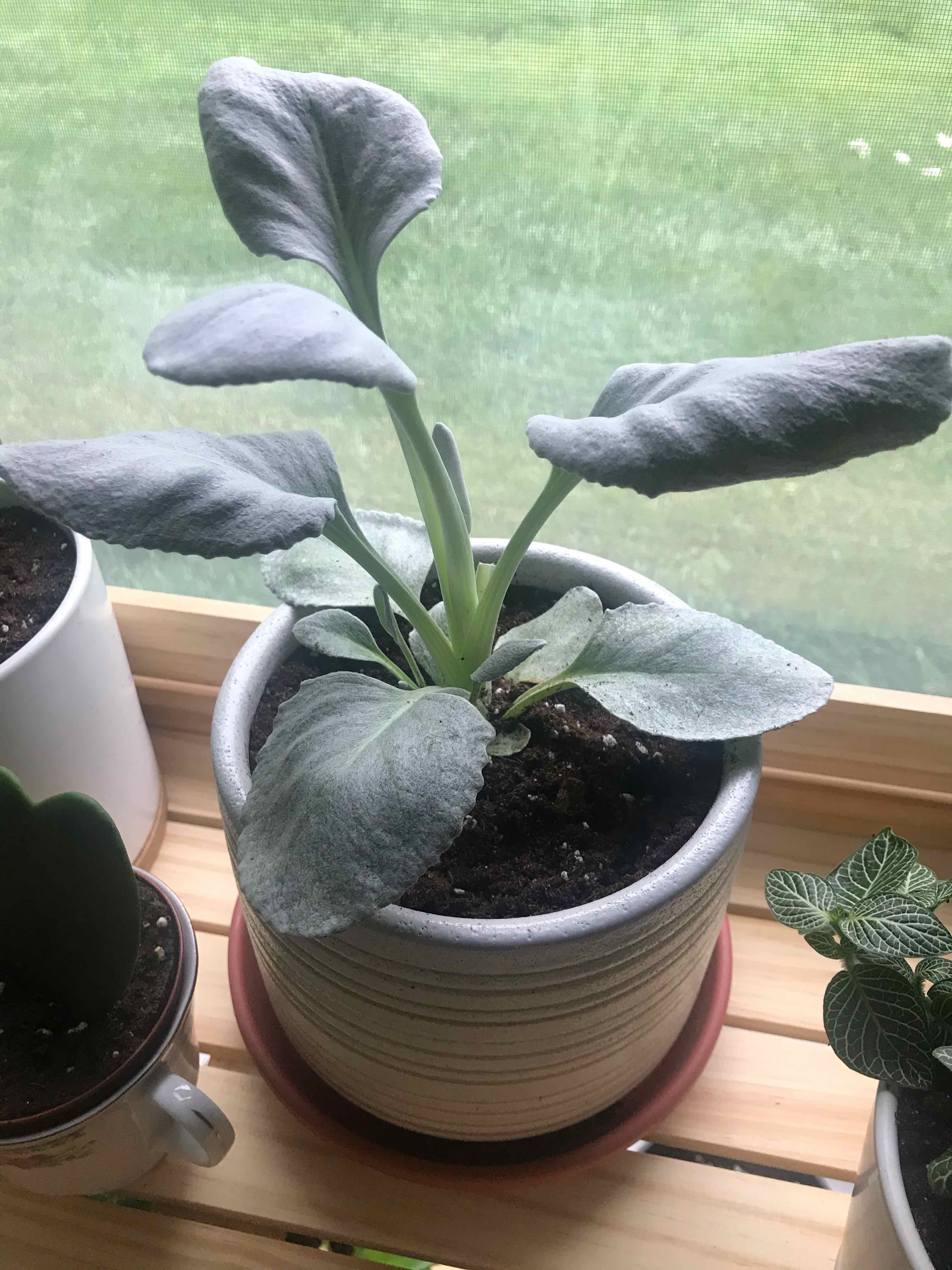 Potted Flower Dust Plant with thick, velvety leaves, healthy and well-framed.